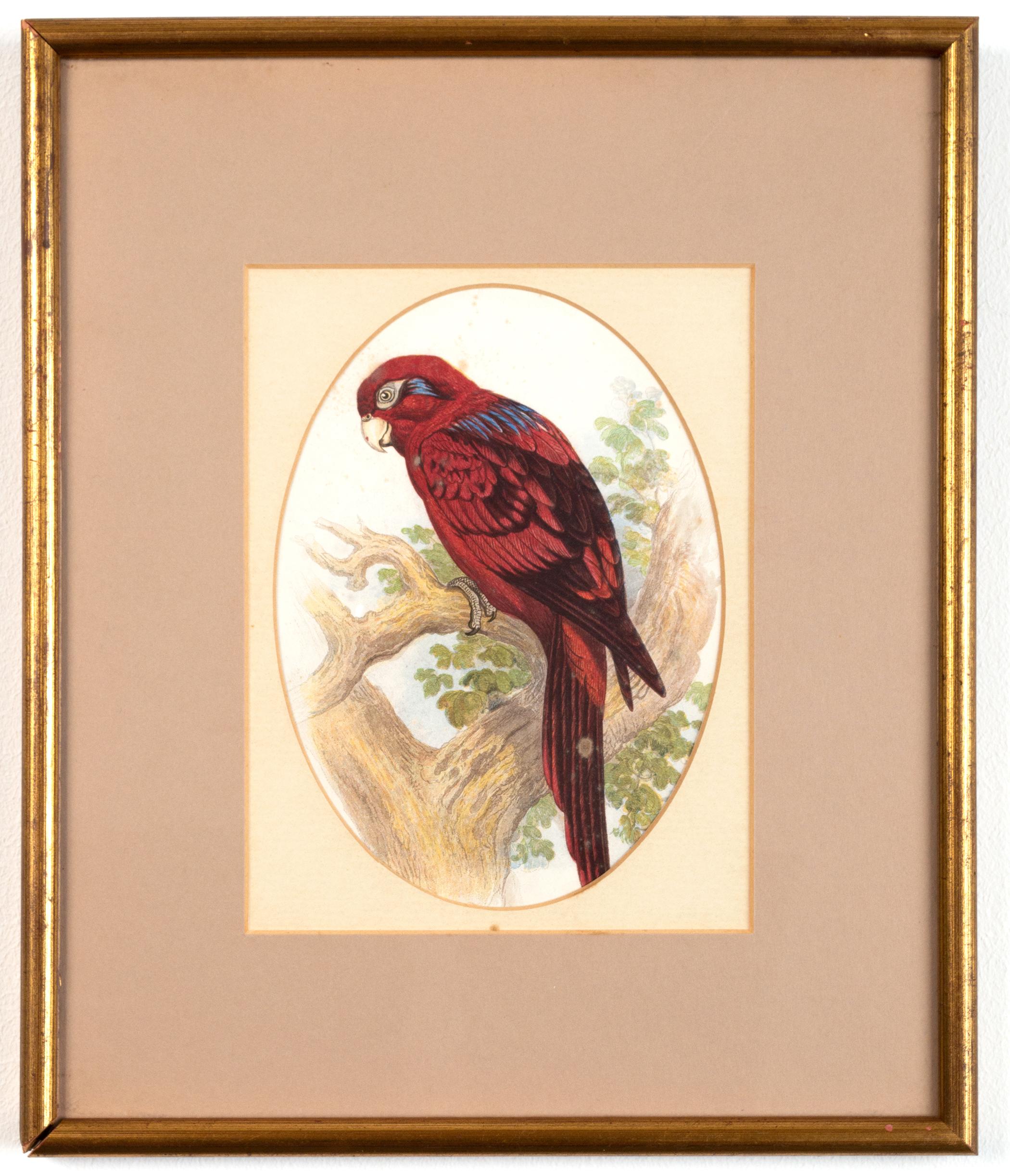 Four Antique Victorian Ornithological Prints by John Gould England, C.1875 In Good Condition For Sale In London, GB