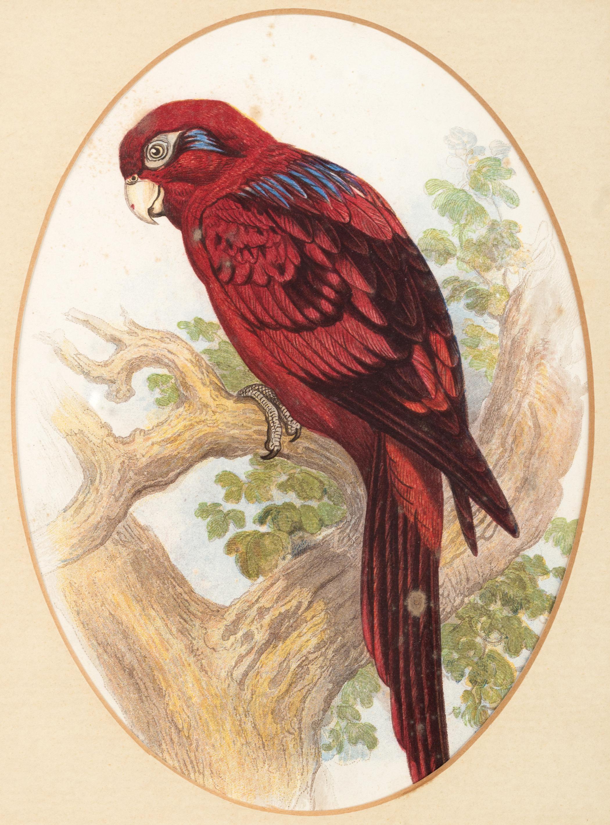 19th Century Four Antique Victorian Ornithological Prints by John Gould England, C.1875 For Sale
