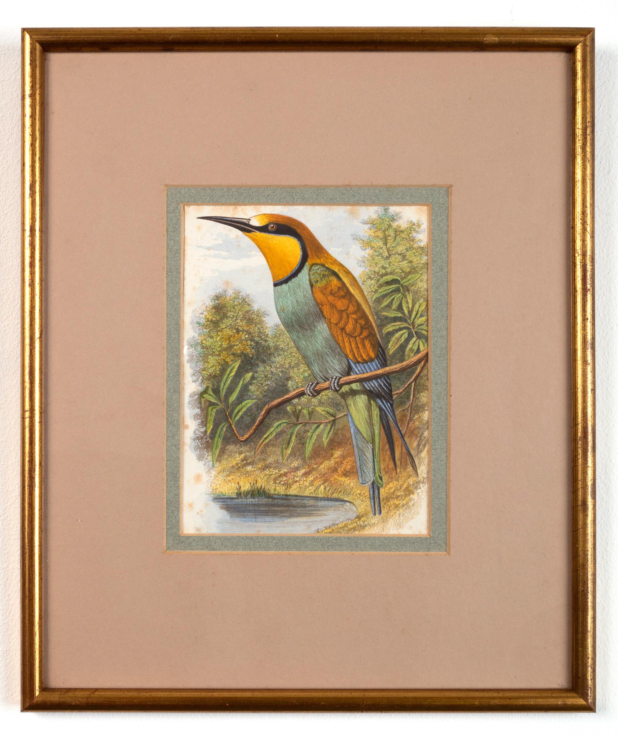 Paper Four Antique Victorian Ornithological Prints by John Gould England, C.1875 For Sale