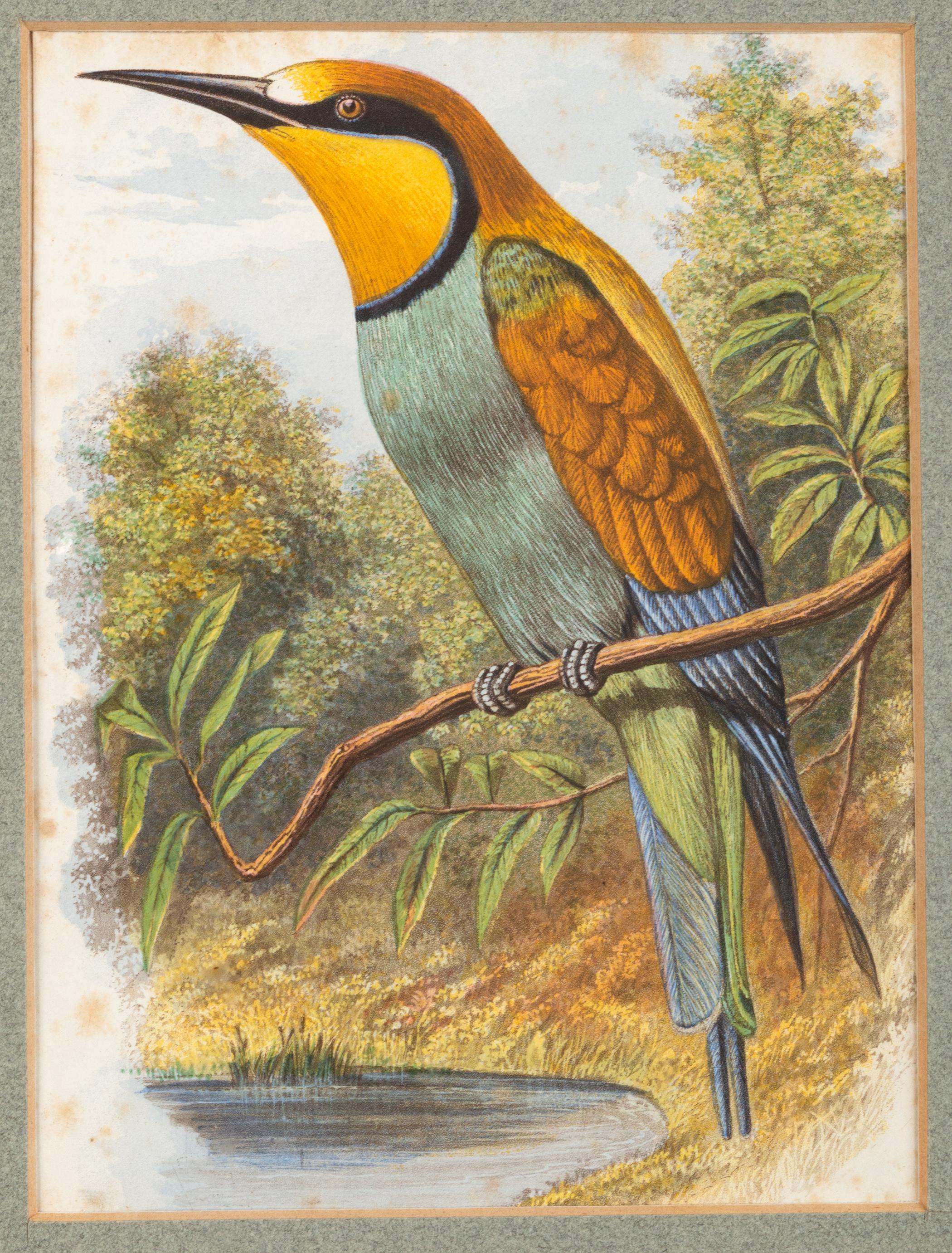 Four Antique Victorian Ornithological Prints by John Gould England, C.1875 For Sale 1