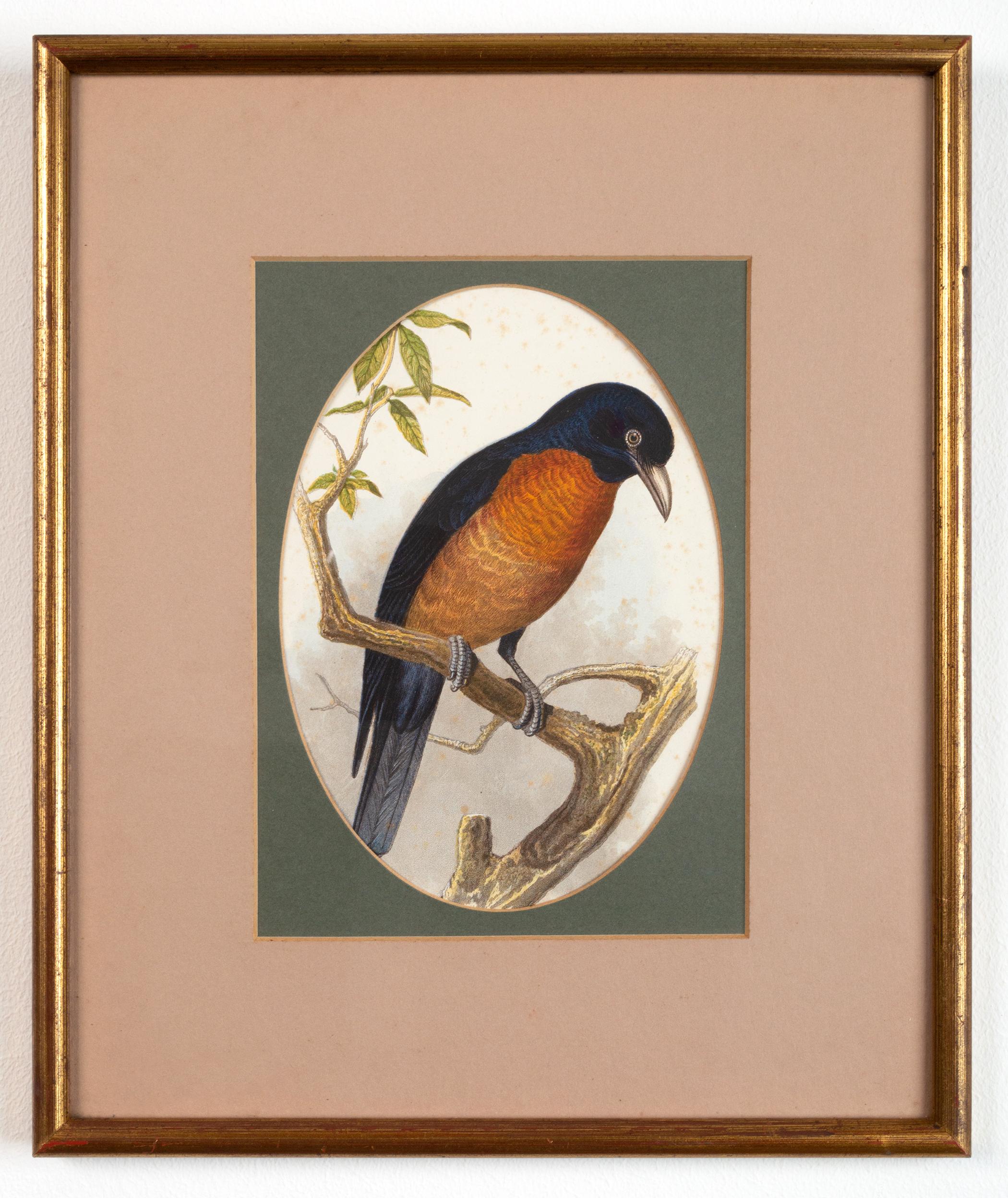 Quattro antiche stampe ornitologiche vittoriane di John Gould England, 1875 ca. in vendita 1