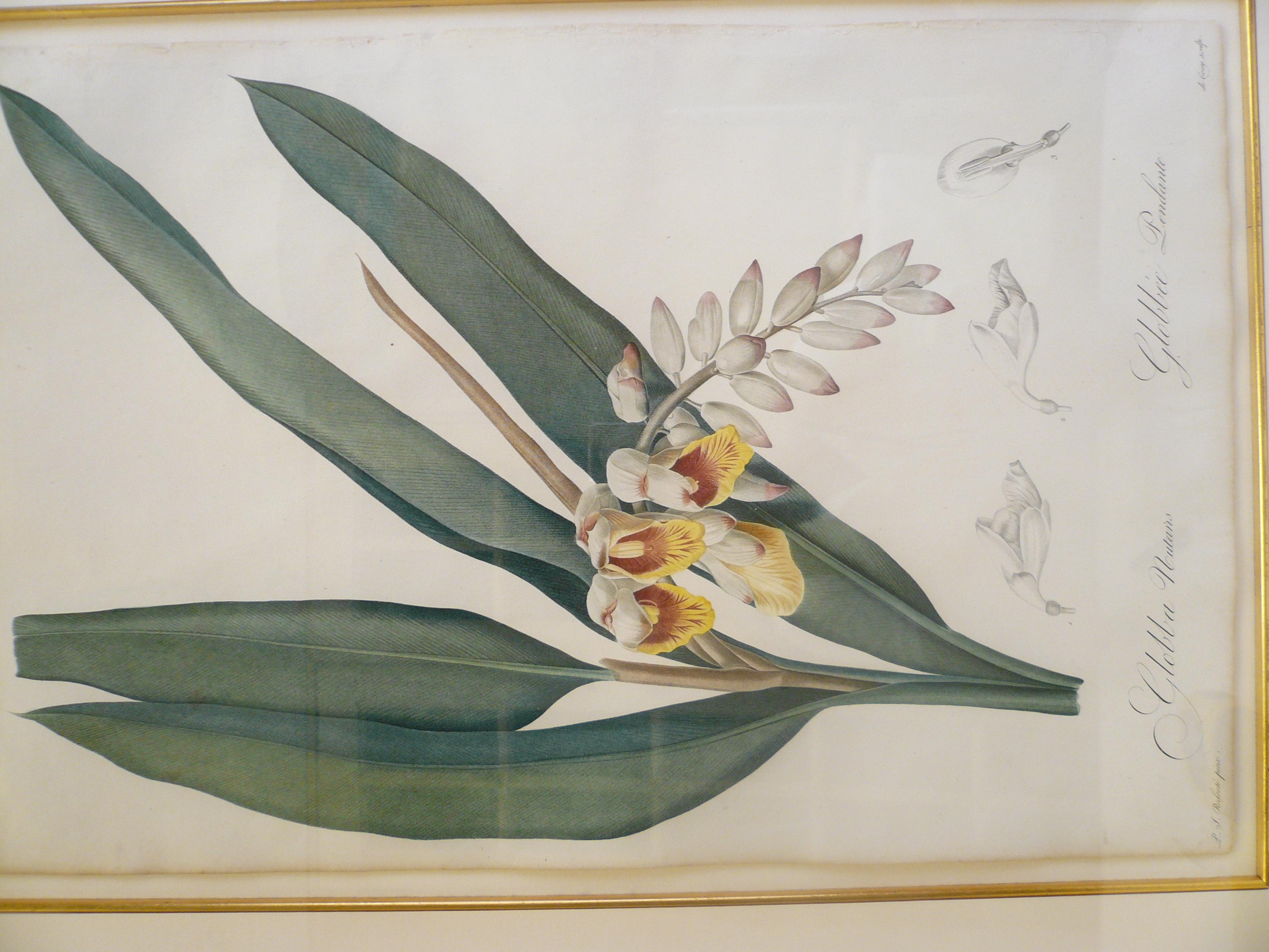 Four Botanical Engravings by Pierre Joseph Redoute 1
