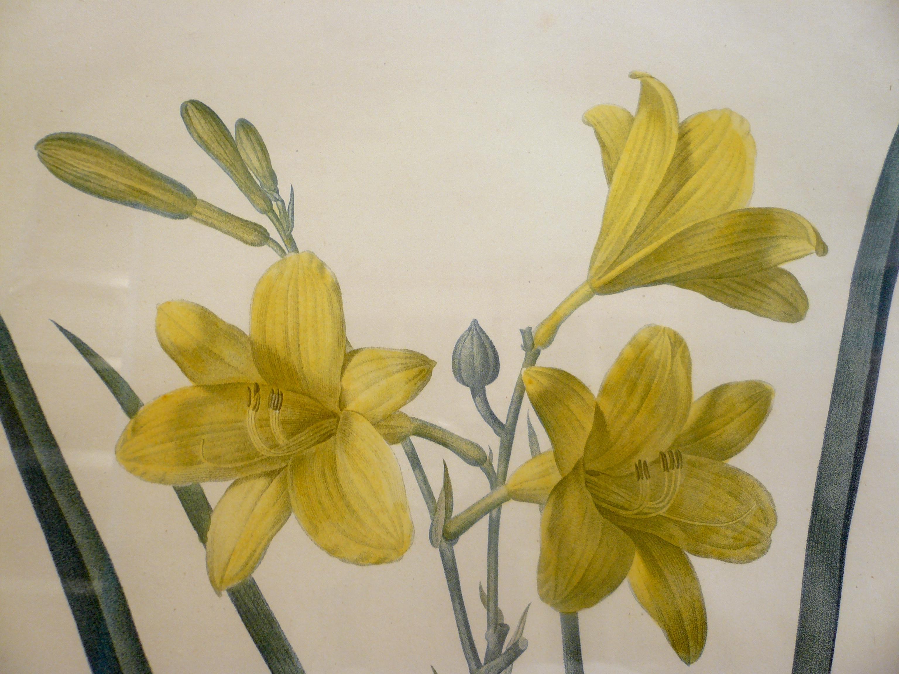 Four Botanical Engravings by Pierre Joseph Redoute 4