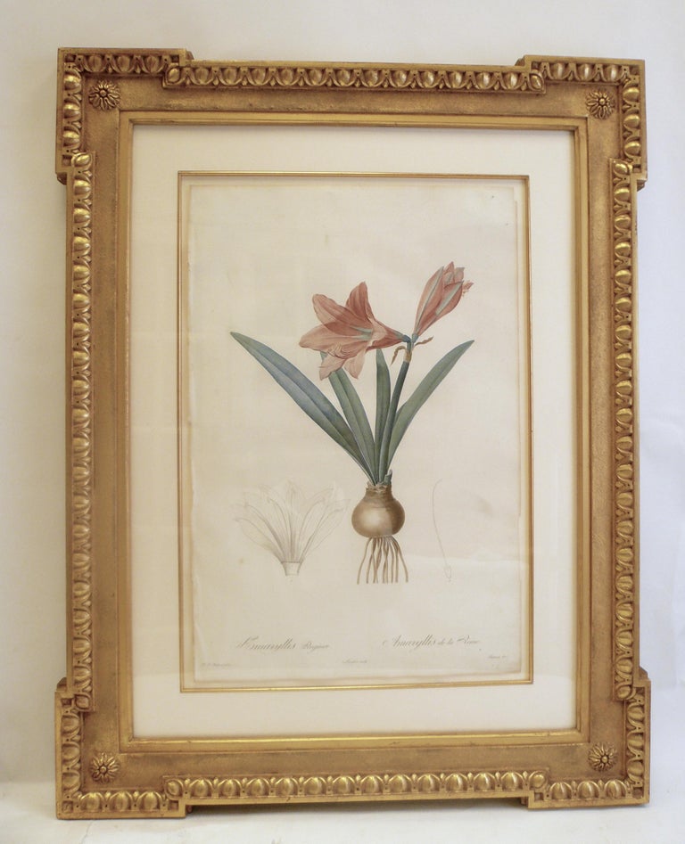 Four Botanical Engravings by Pierre Joseph Redoute For Sale at 1stdibs