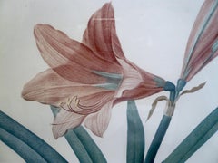 Four Botanical Engravings by Pierre Joseph Redoute
