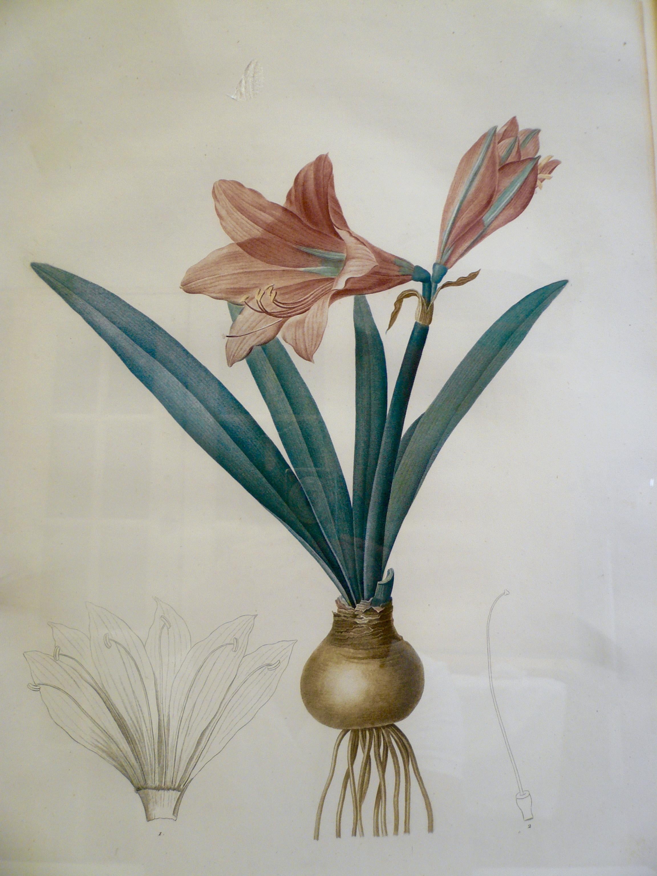 Empire Four Botanical Engravings by Pierre Joseph Redoute