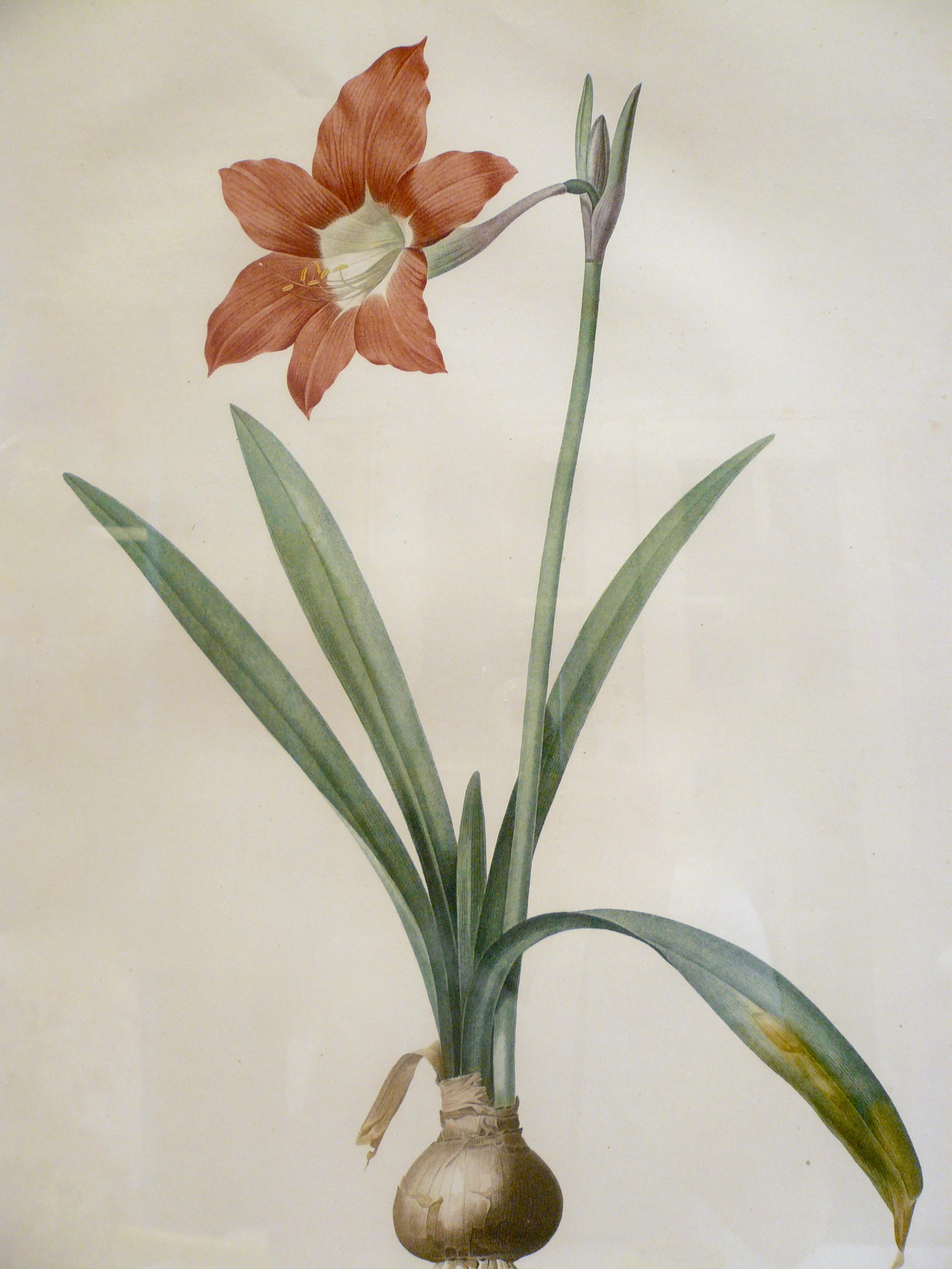 Hand-Painted Four Botanical Engravings by Pierre Joseph Redoute