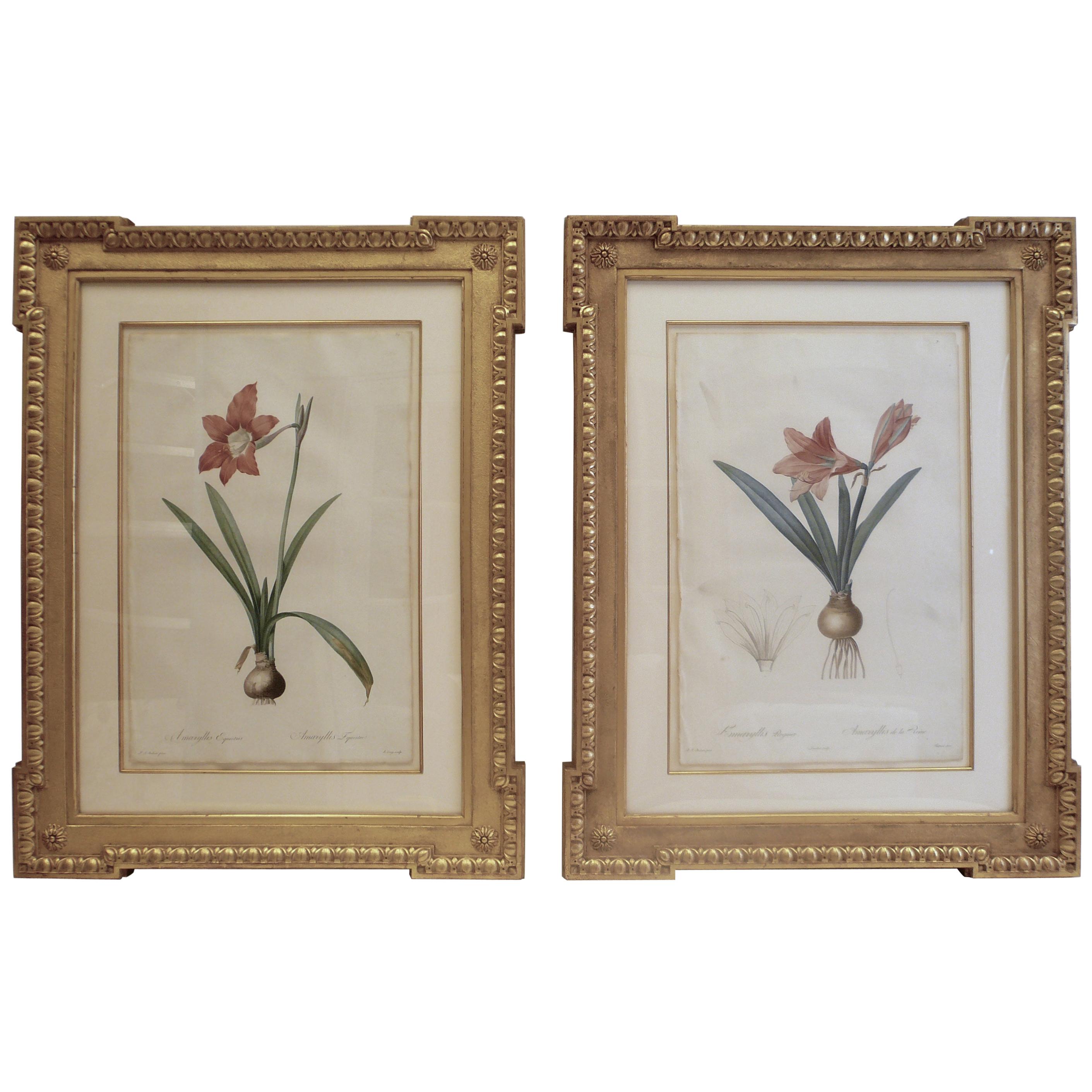 Four Botanical Engravings by Pierre Joseph Redoute