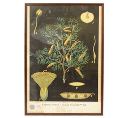 Four botanical lithographs only for Alaina