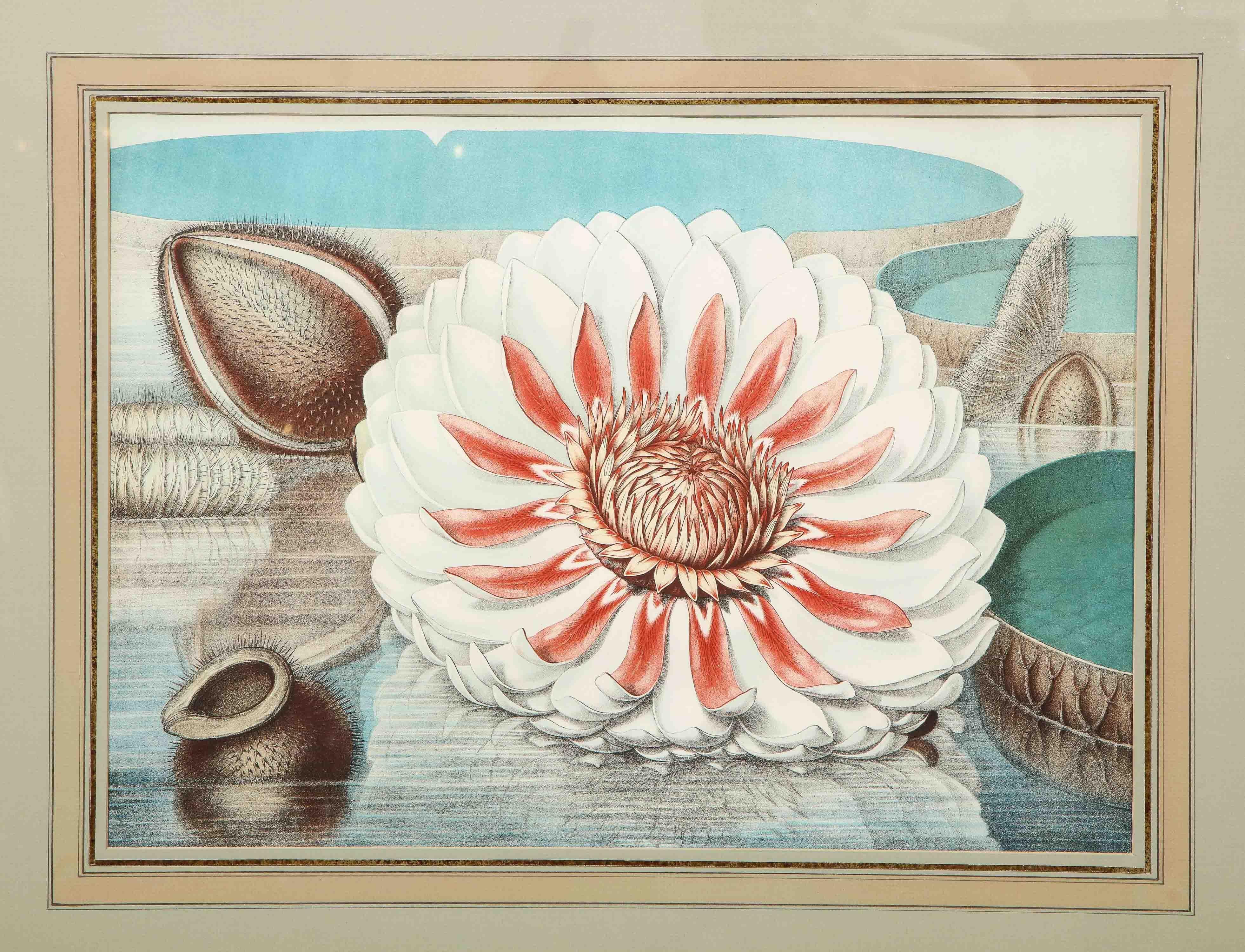 Four Botanical Prints by John Fisk Allen and William Sharp 5