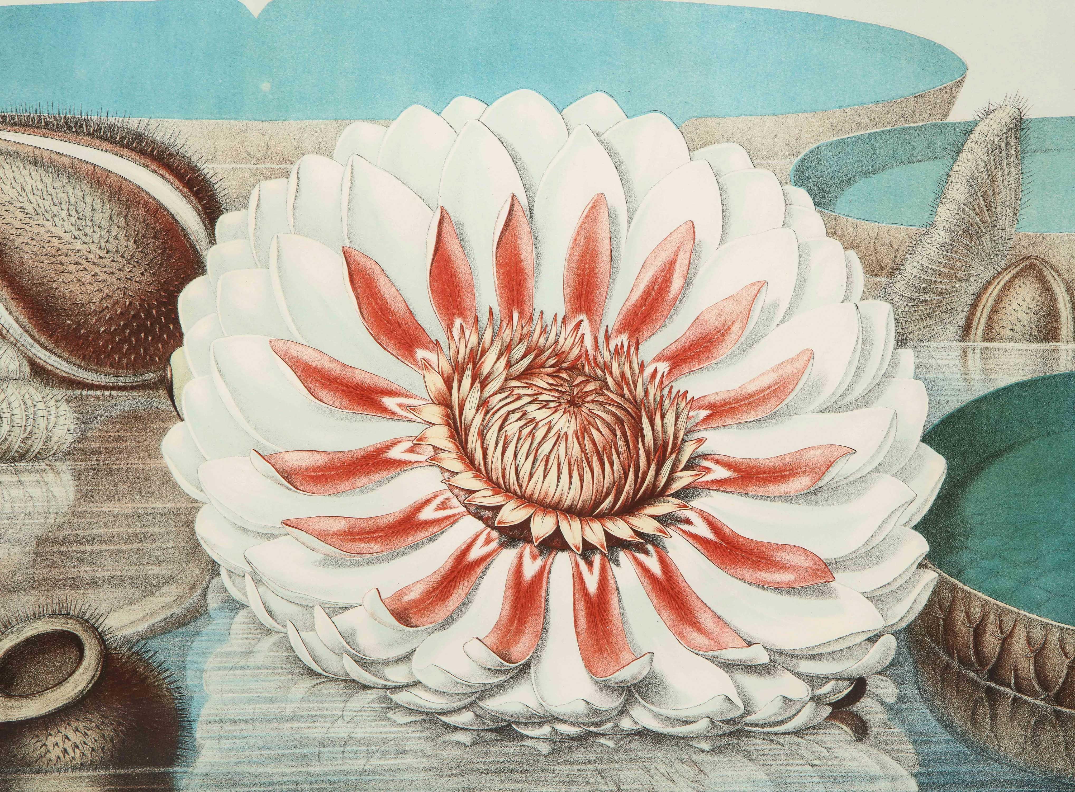 Four Botanical Prints by John Fisk Allen and William Sharp 6