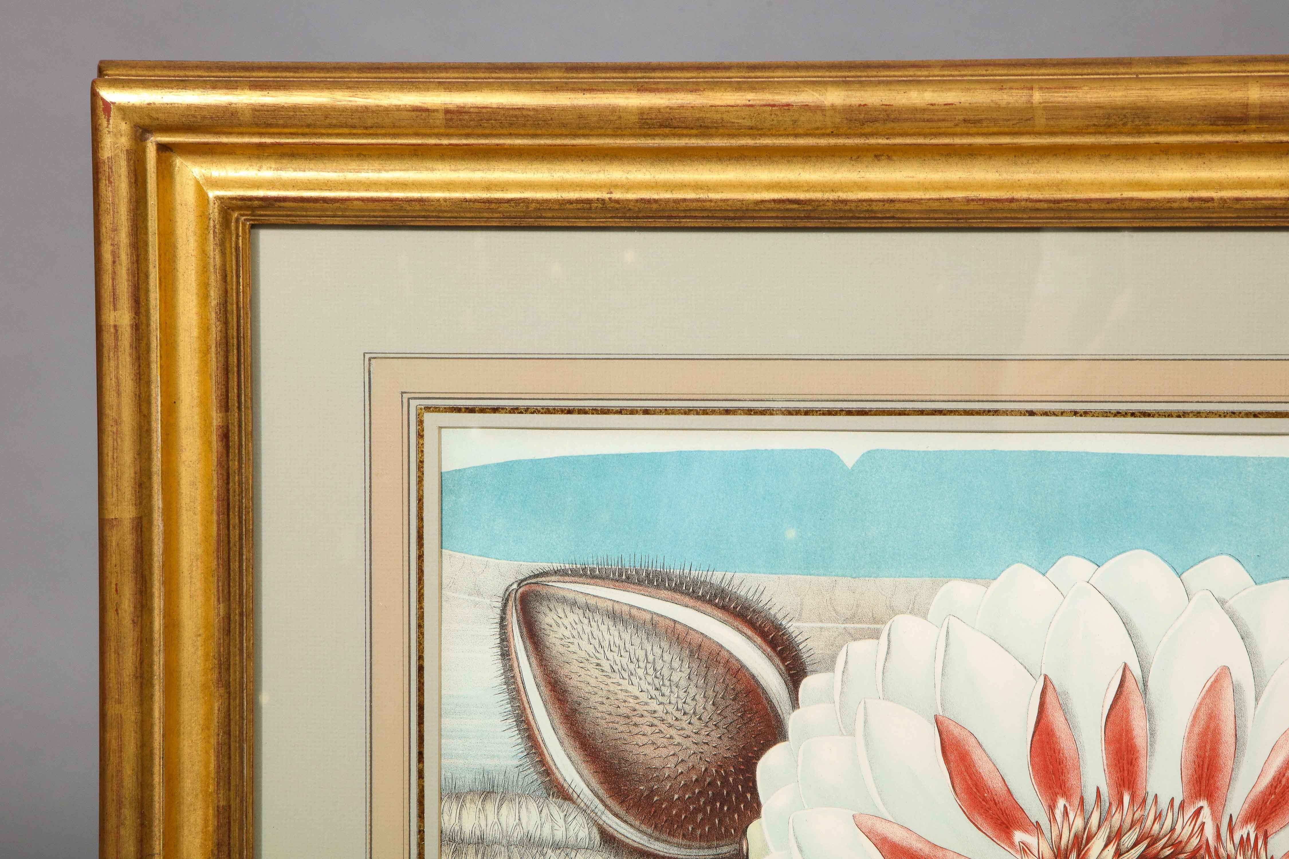 Four Botanical Prints by John Fisk Allen and William Sharp 7