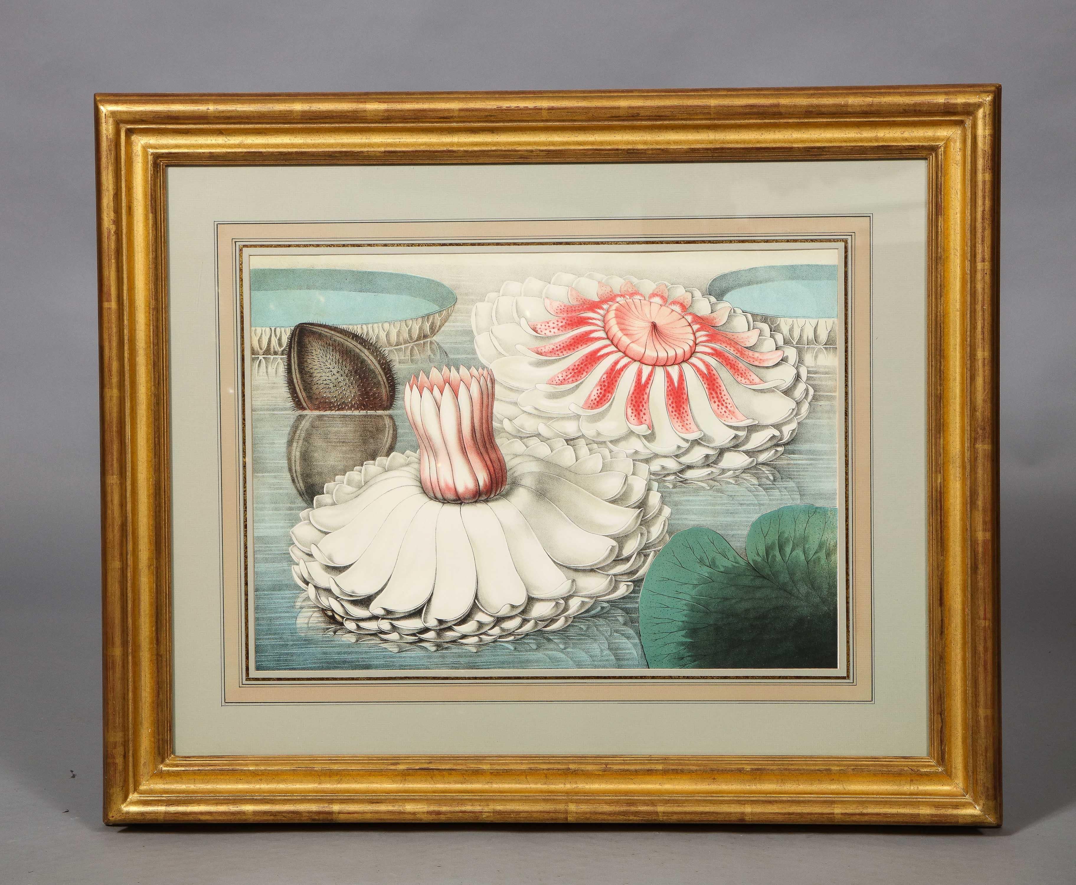 Four Botanical Prints by John Fisk Allen and William Sharp 8