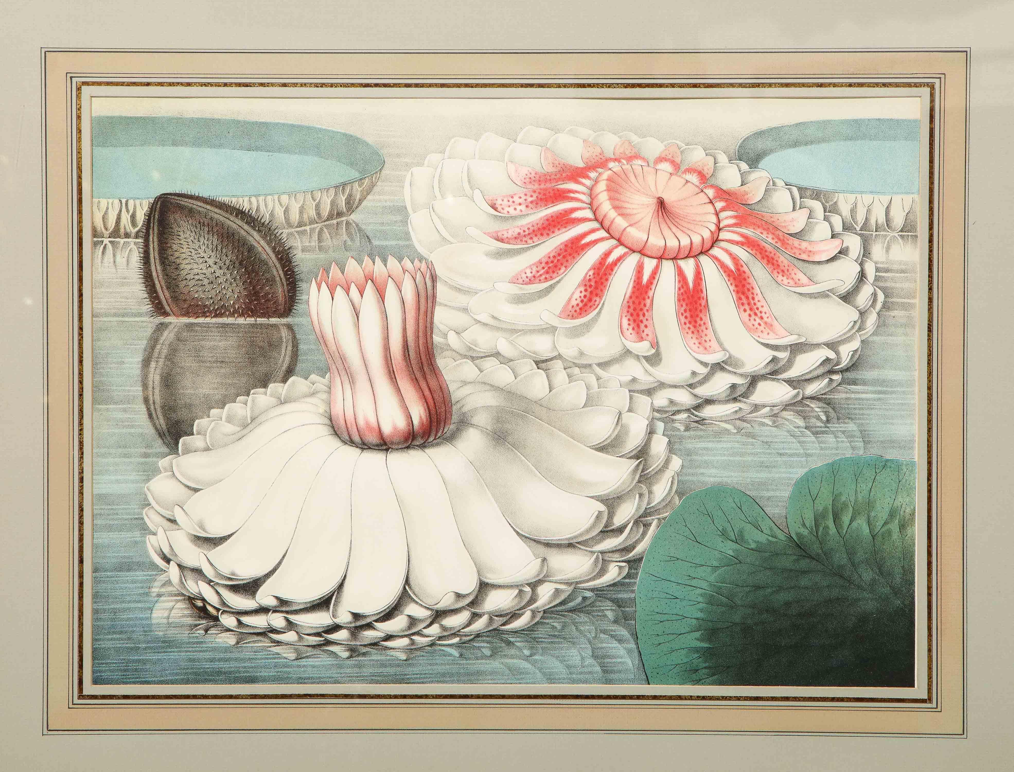 Four Botanical Prints by John Fisk Allen and William Sharp 9