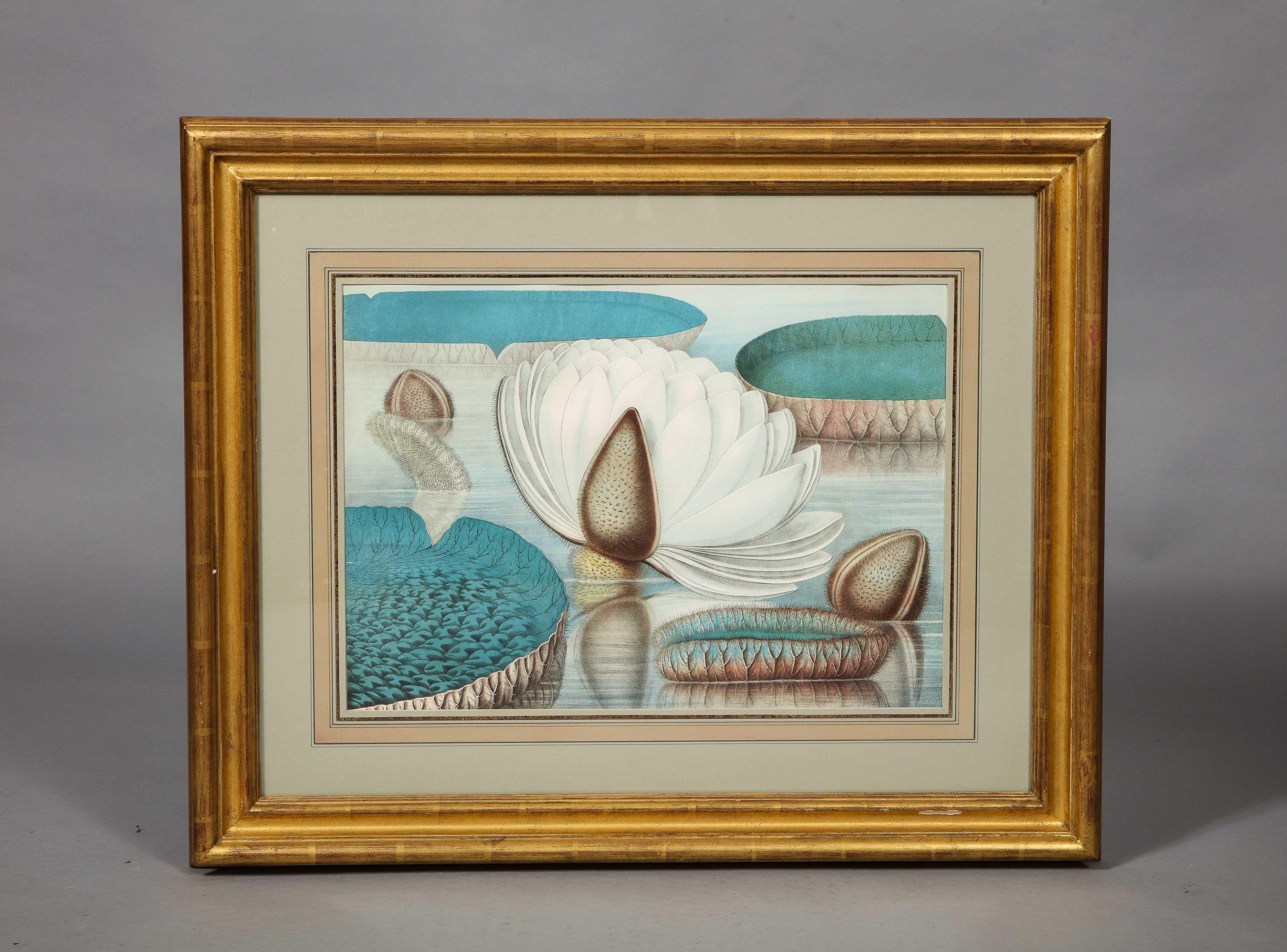 Four of six chromolithographs executed for 