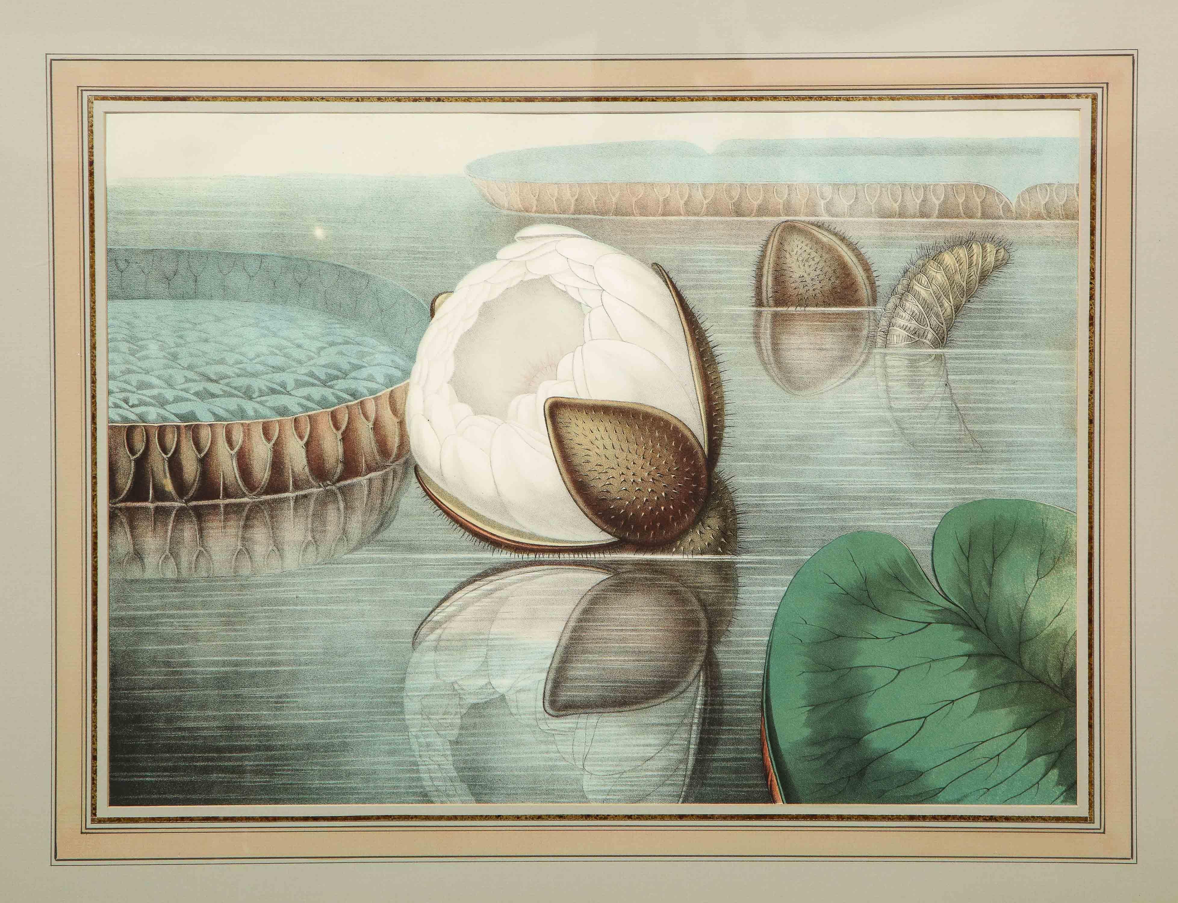 Four Botanical Prints by John Fisk Allen and William Sharp 1