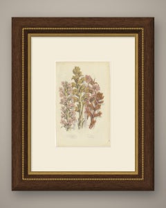 Four Broom Rapes, Antique Print of Britain's Parasitic Plants, circa 1873
