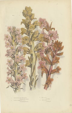 Four Broom Rapes, Antique Print of Britain's Parasitic Plants, circa 1873