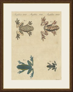 Four Colourful Tree Frogs, Antique Bertuch Print, Vienna, circa 1815