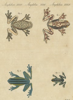 Four Colourful Tree Frogs, Antique Bertuch Print, Vienna, circa 1815
