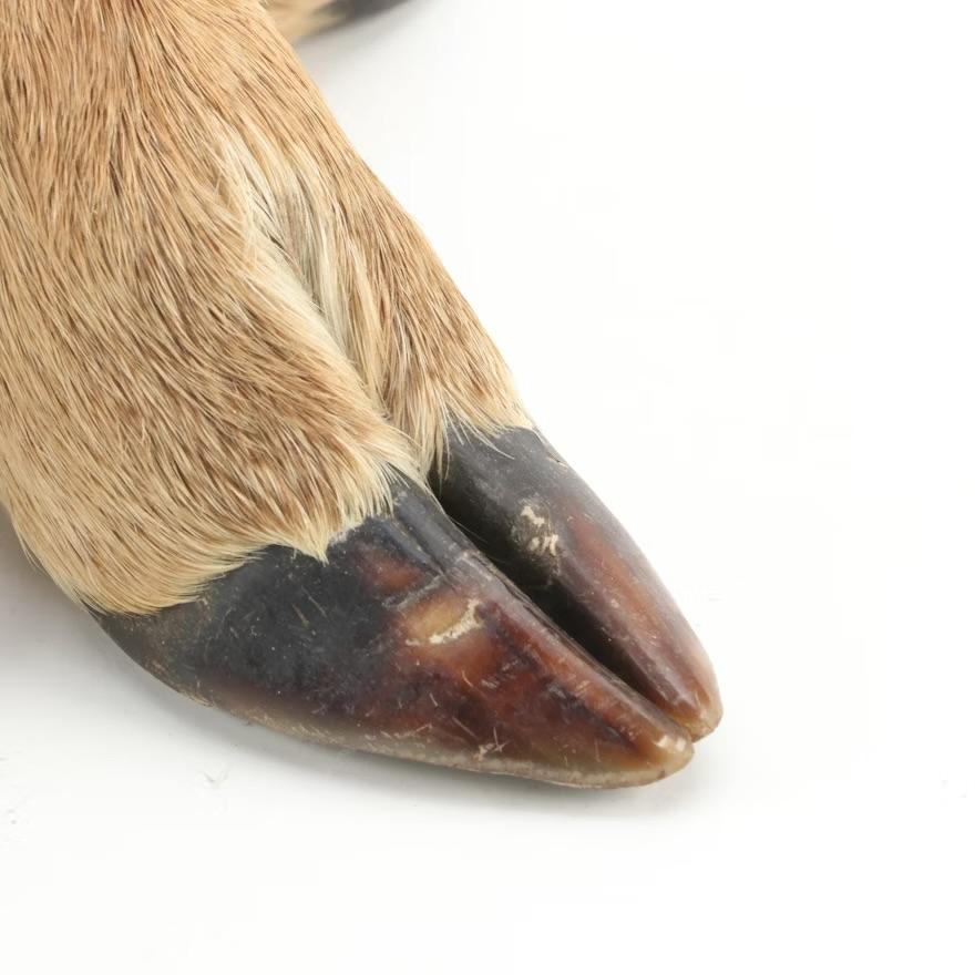 Laiton Lampe de table Taxidermy à quatre capuchons de cerfs en vente