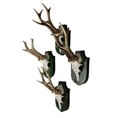 Four-Deer Trophies on Plaques from Palace Salem, Germany