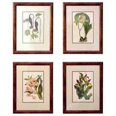 Four Early 19th Century Hand Colored Botanical Drawings
