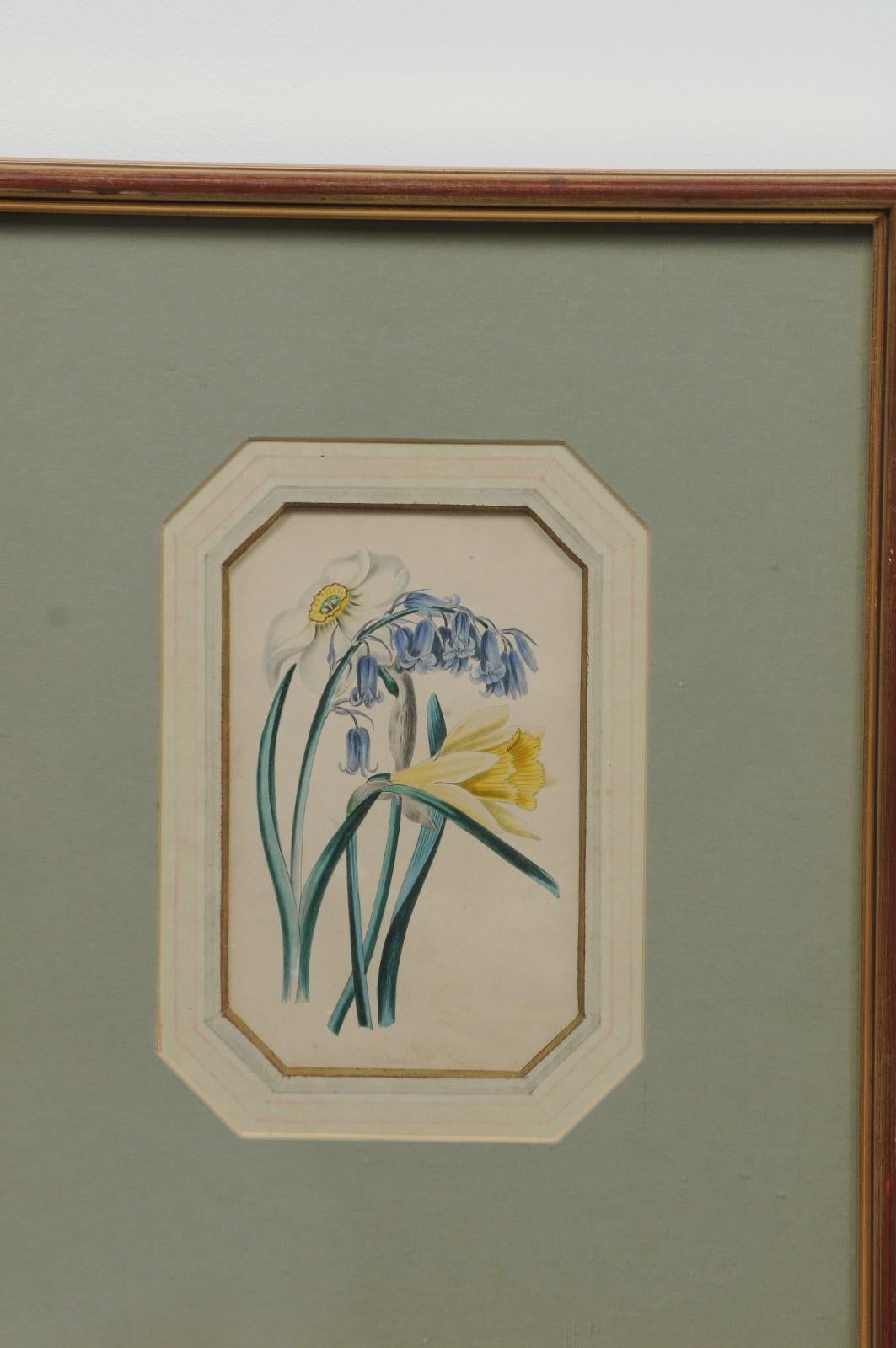 Four English 20th Century Botanical Prints with Yellow, Blue and White Flowers 6