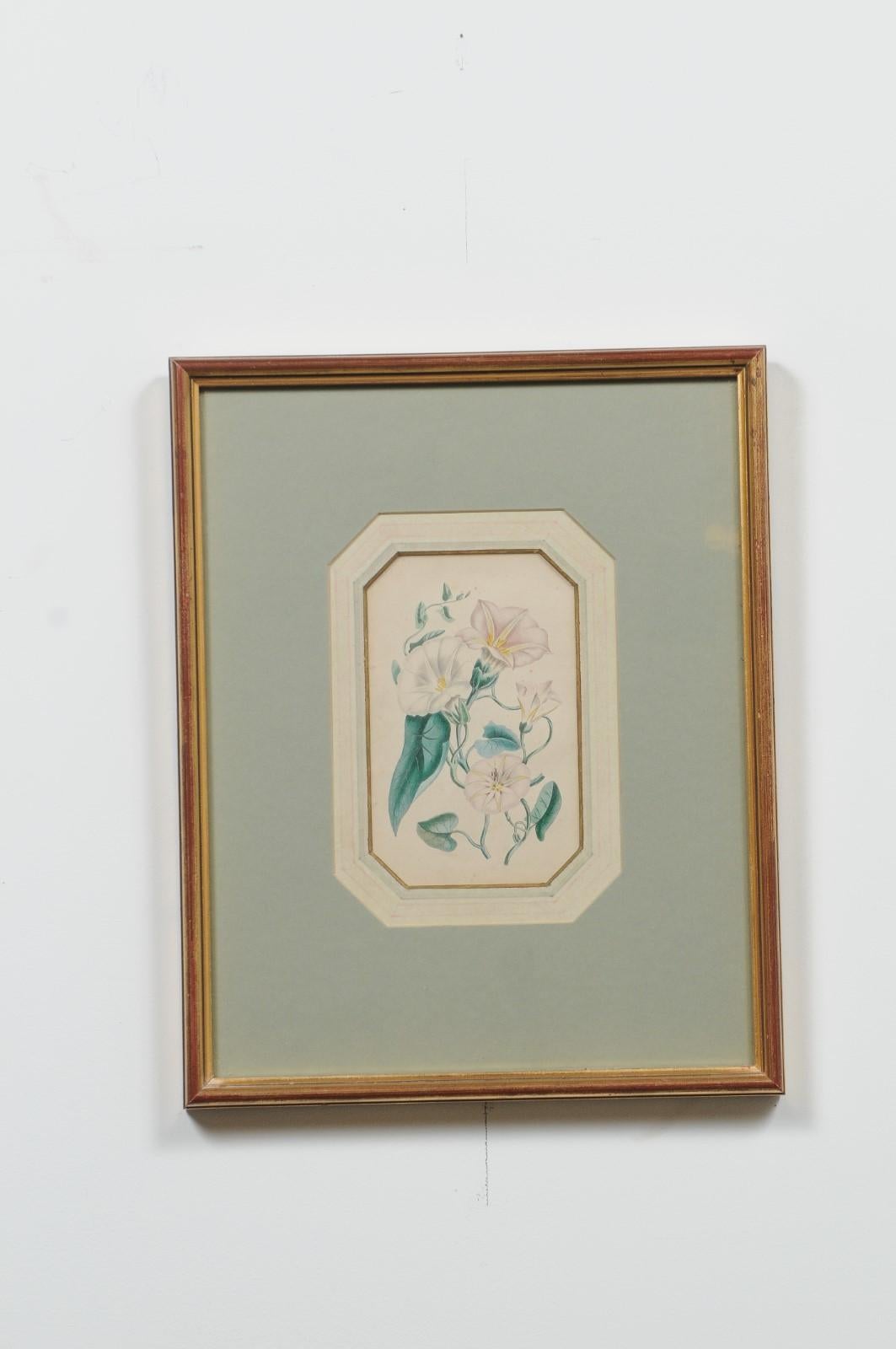 Four English 20th Century Botanical Prints with Yellow, Blue and White Flowers 1
