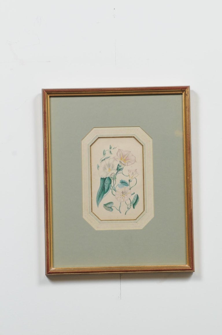 Four English 20th Century Botanical Prints with Yellow, Blue and White Flowers For Sale 1