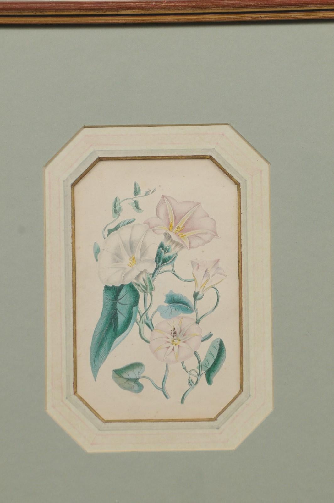 Four English 20th Century Botanical Prints with Yellow, Blue and White Flowers 3