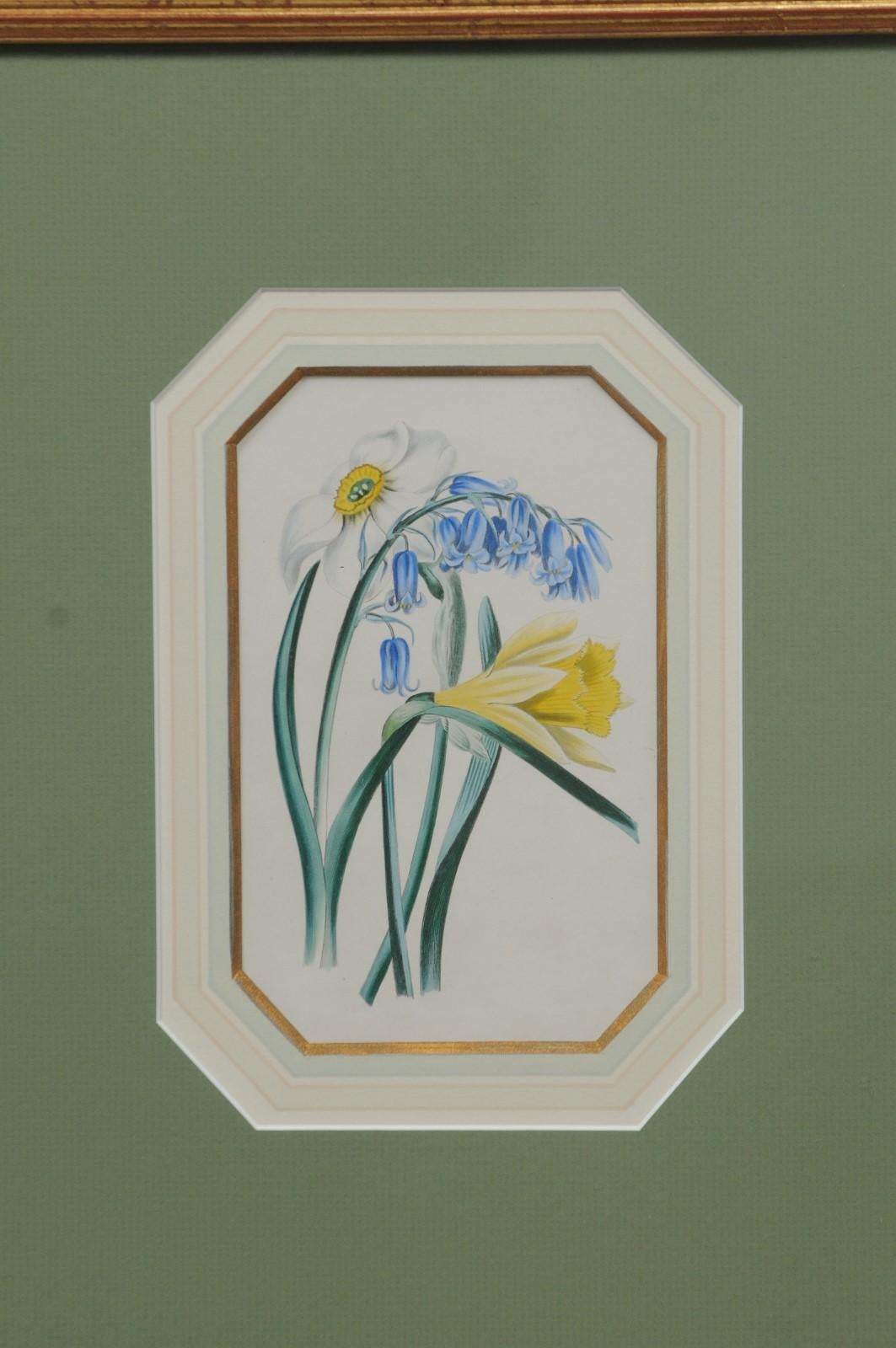 Four English 20th Century Botanical Prints with Yellow, Blue and White Flowers 5