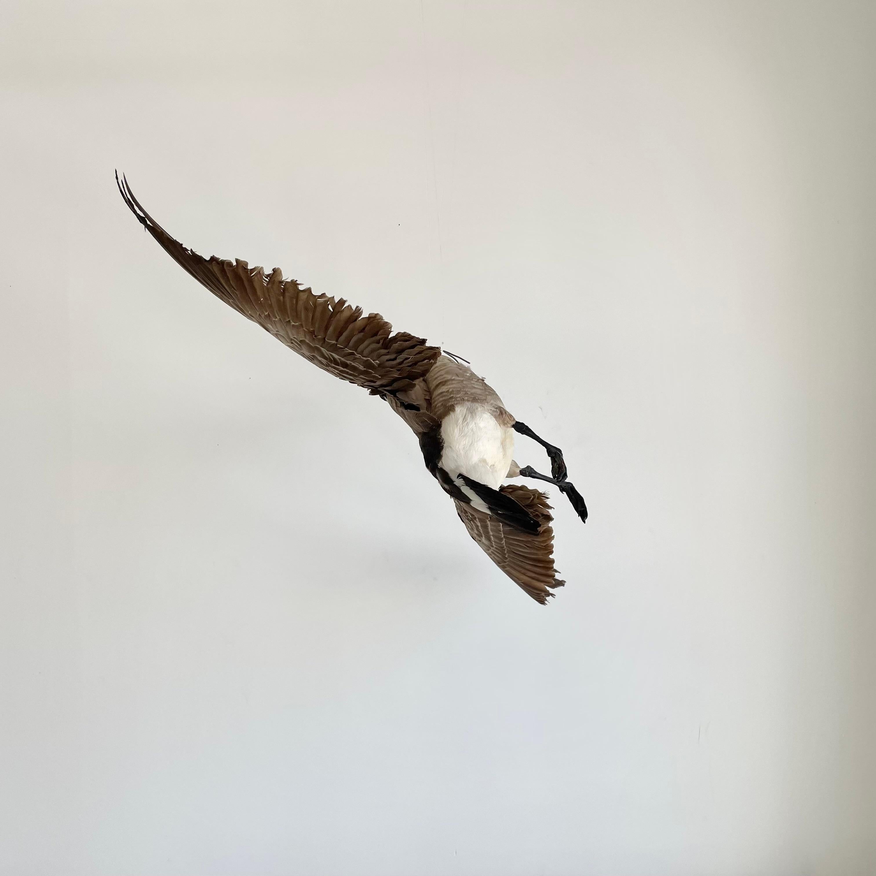 Four Foot Taxidermy Goose, 1980s For Sale 1