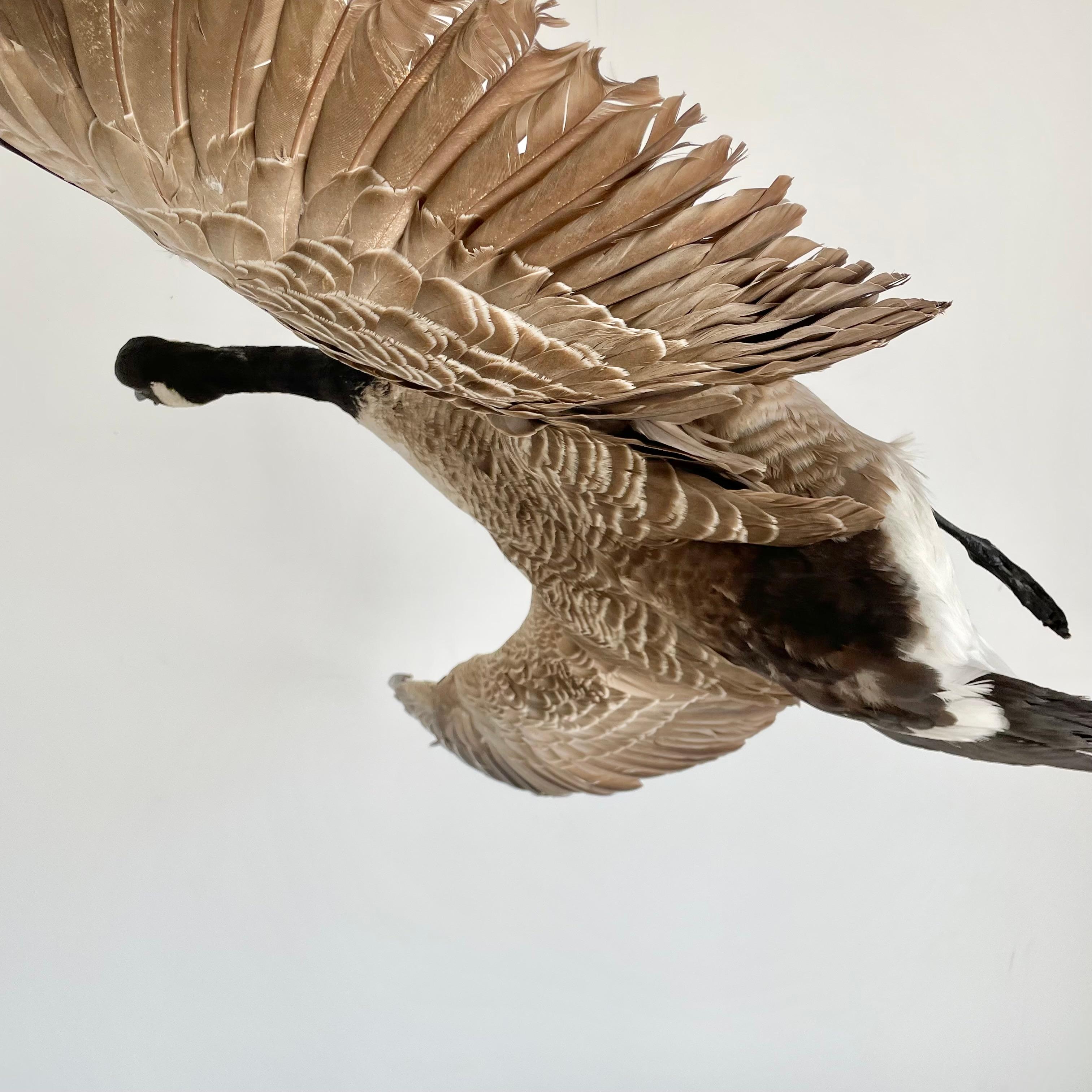 Four Foot Taxidermy Goose, 1980s For Sale 3