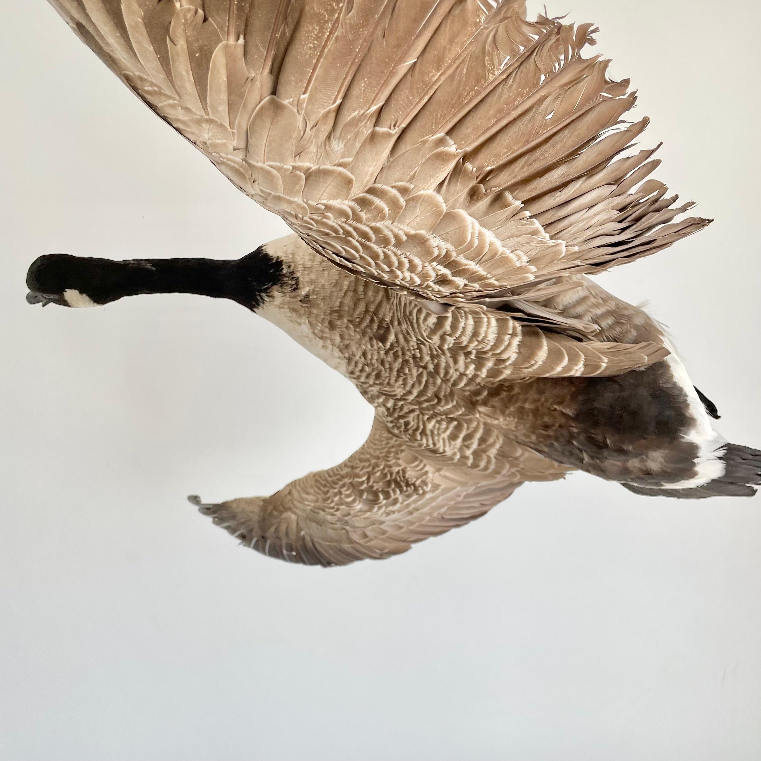 Four Foot Taxidermy Goose, 1980s For Sale 4