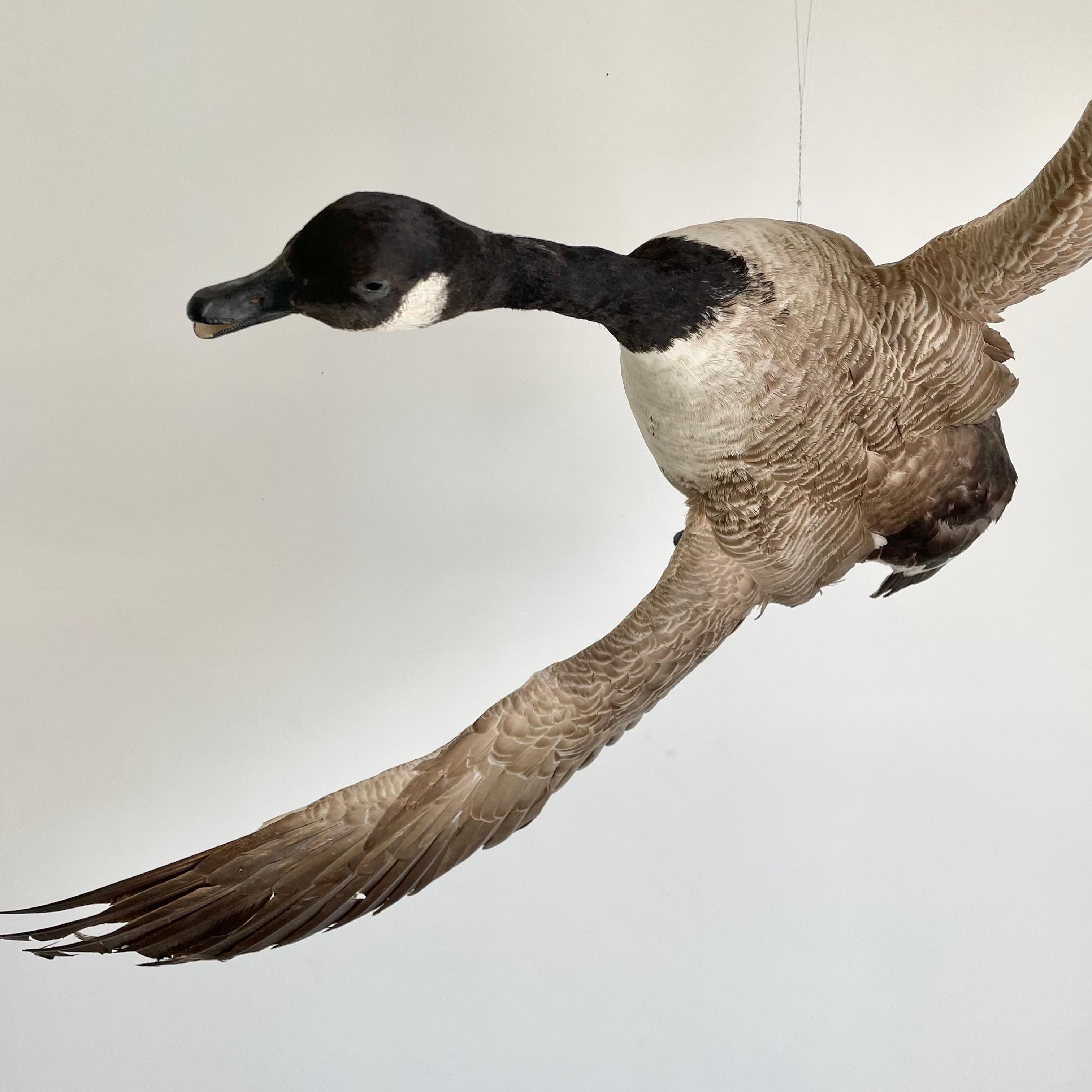 Four Foot Taxidermy Goose, 1980s For Sale 5
