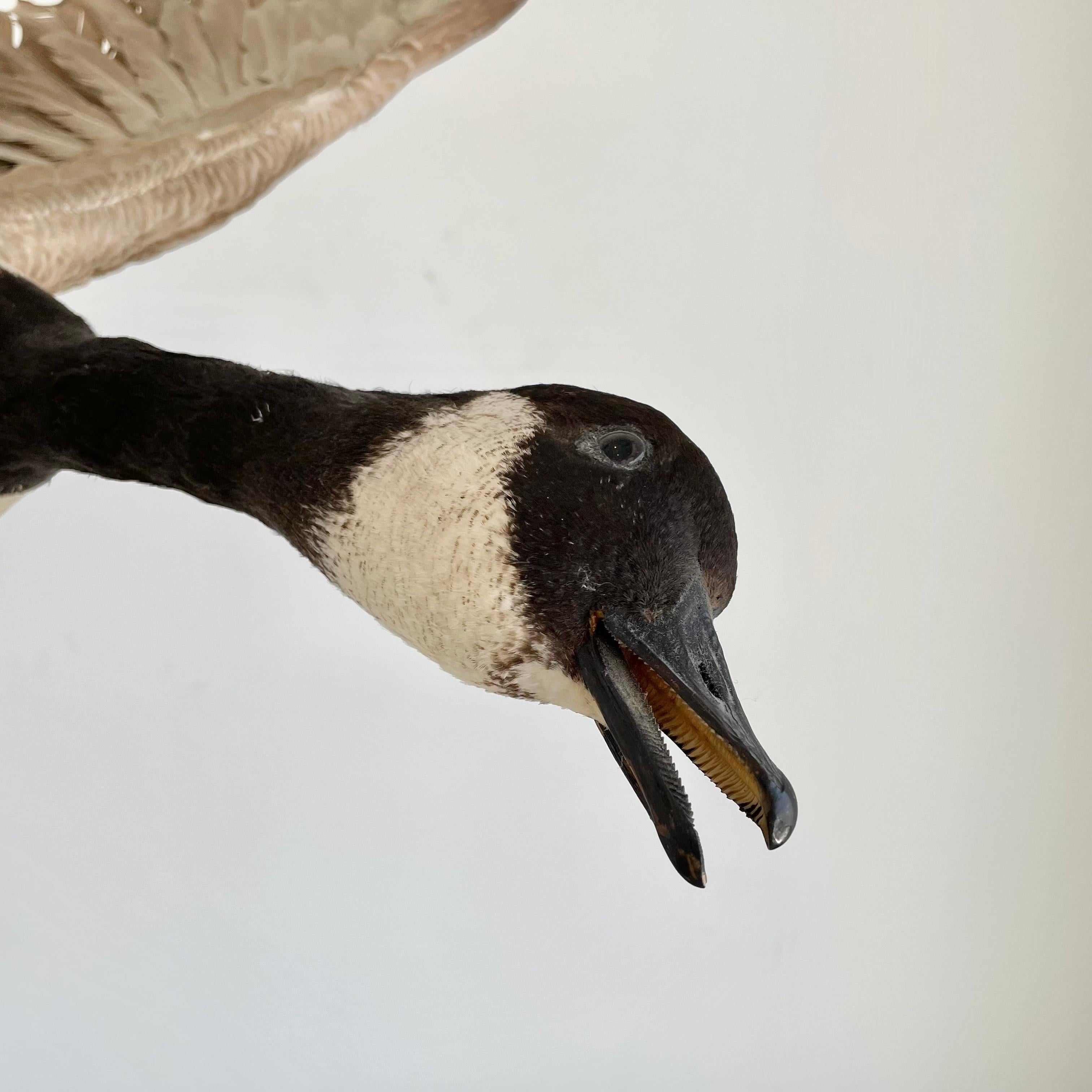 Four Foot Taxidermy Goose, 1980s For Sale 6