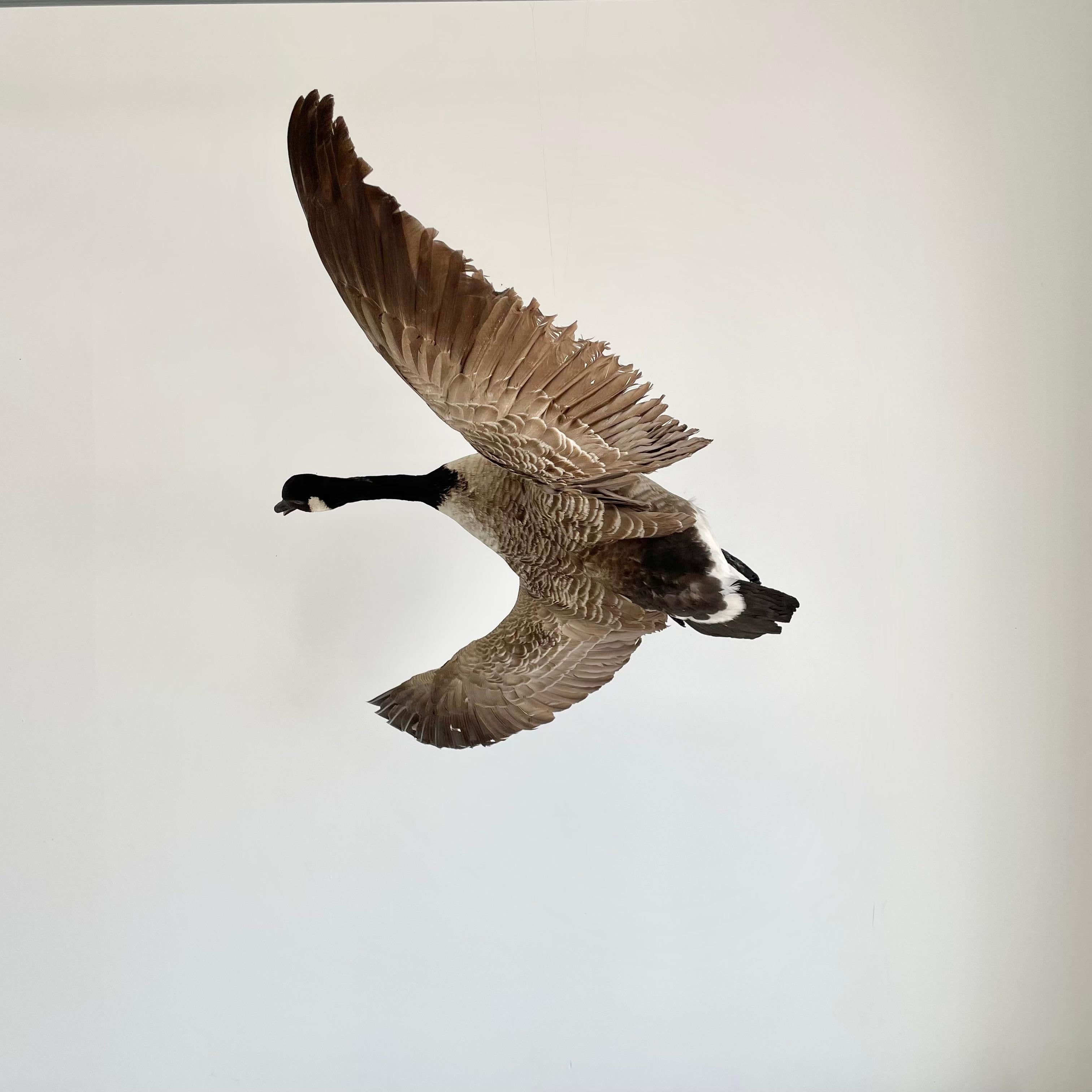 Taxidermy goose in flight. Beautiful, classic coloring with feathers in black, brown and white. Good overall condition. Good presence.