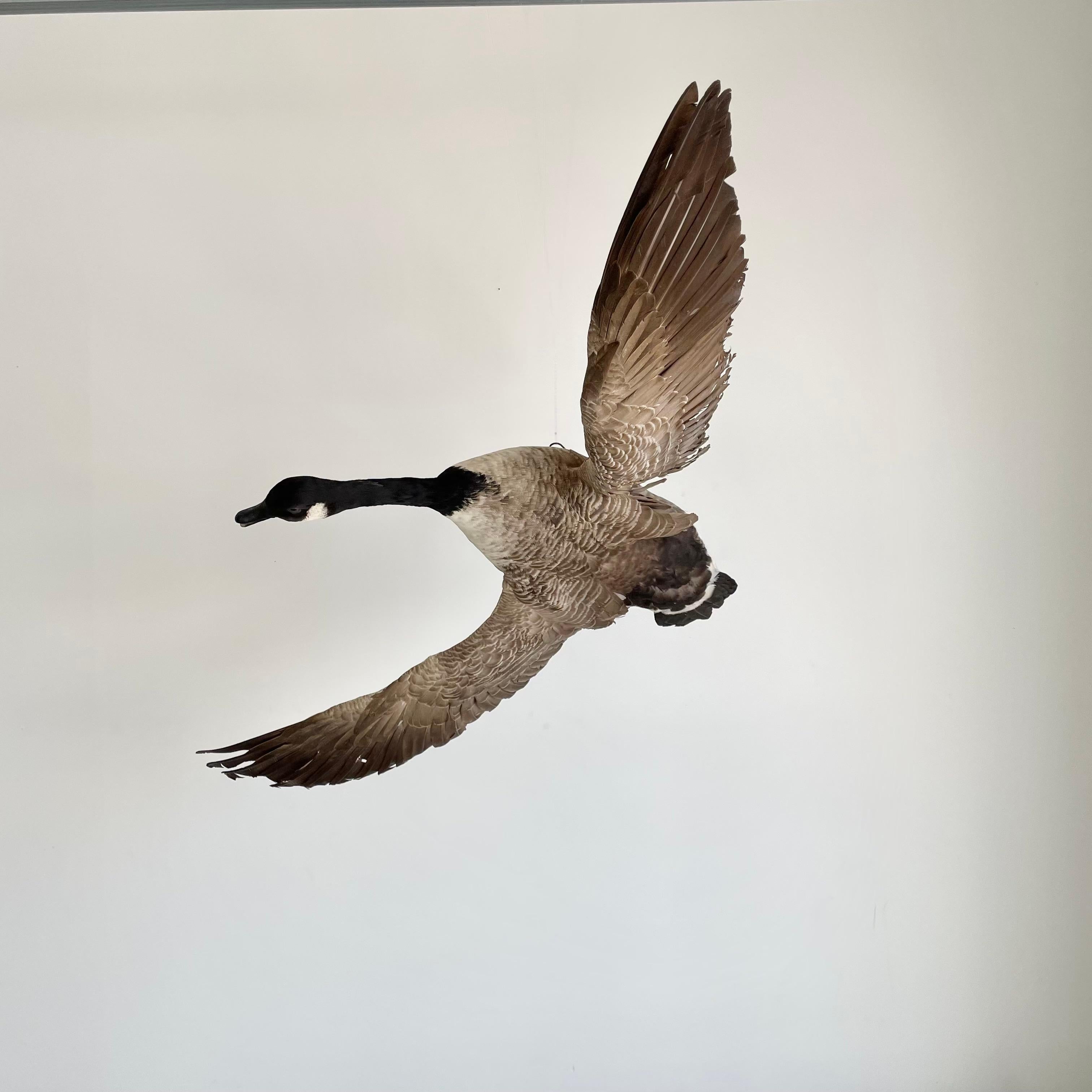 Américain Oiseau de taxidermie à quatre pieds, années 1980 en vente