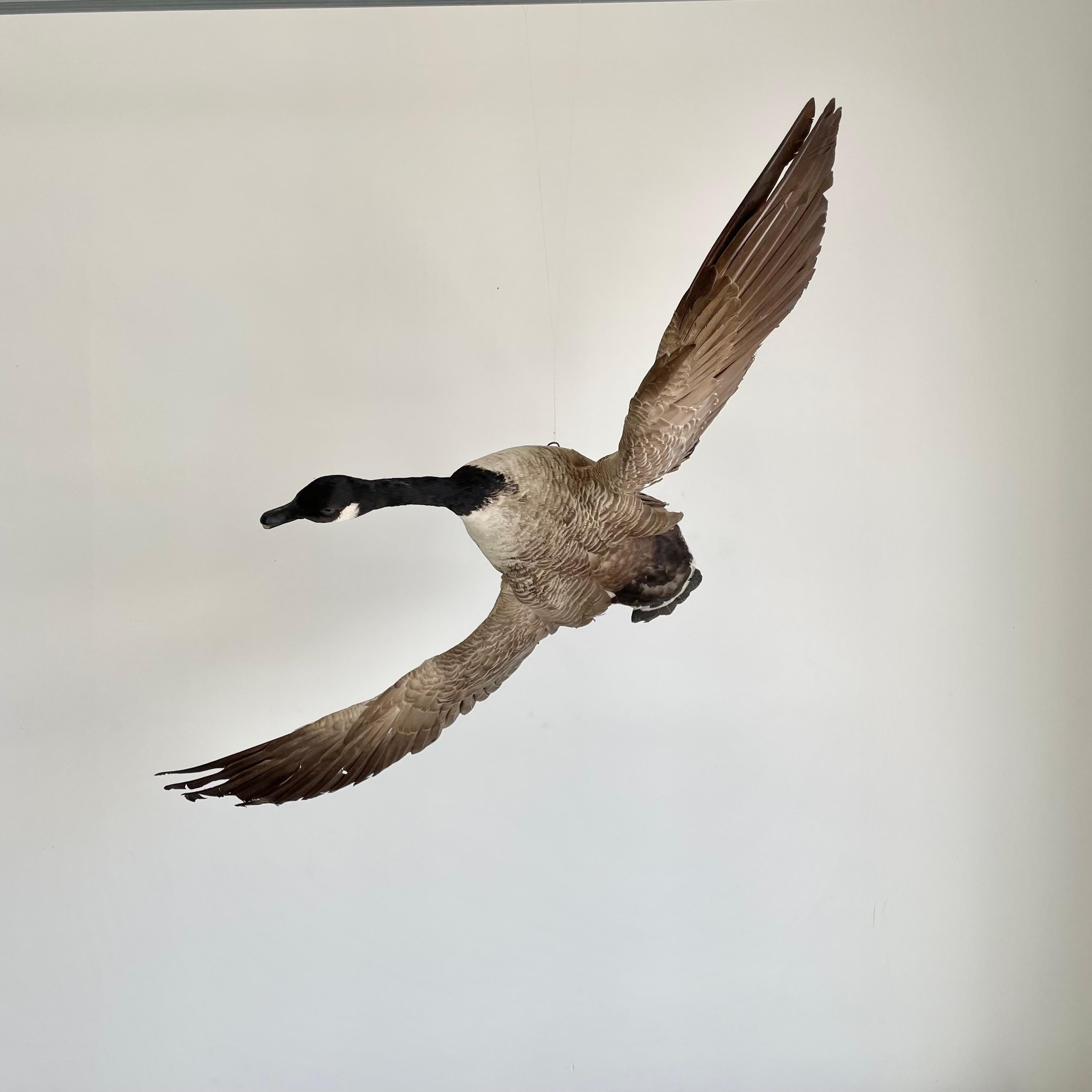 Oiseau de taxidermie à quatre pieds, années 1980 Bon état - En vente à Los Angeles, CA