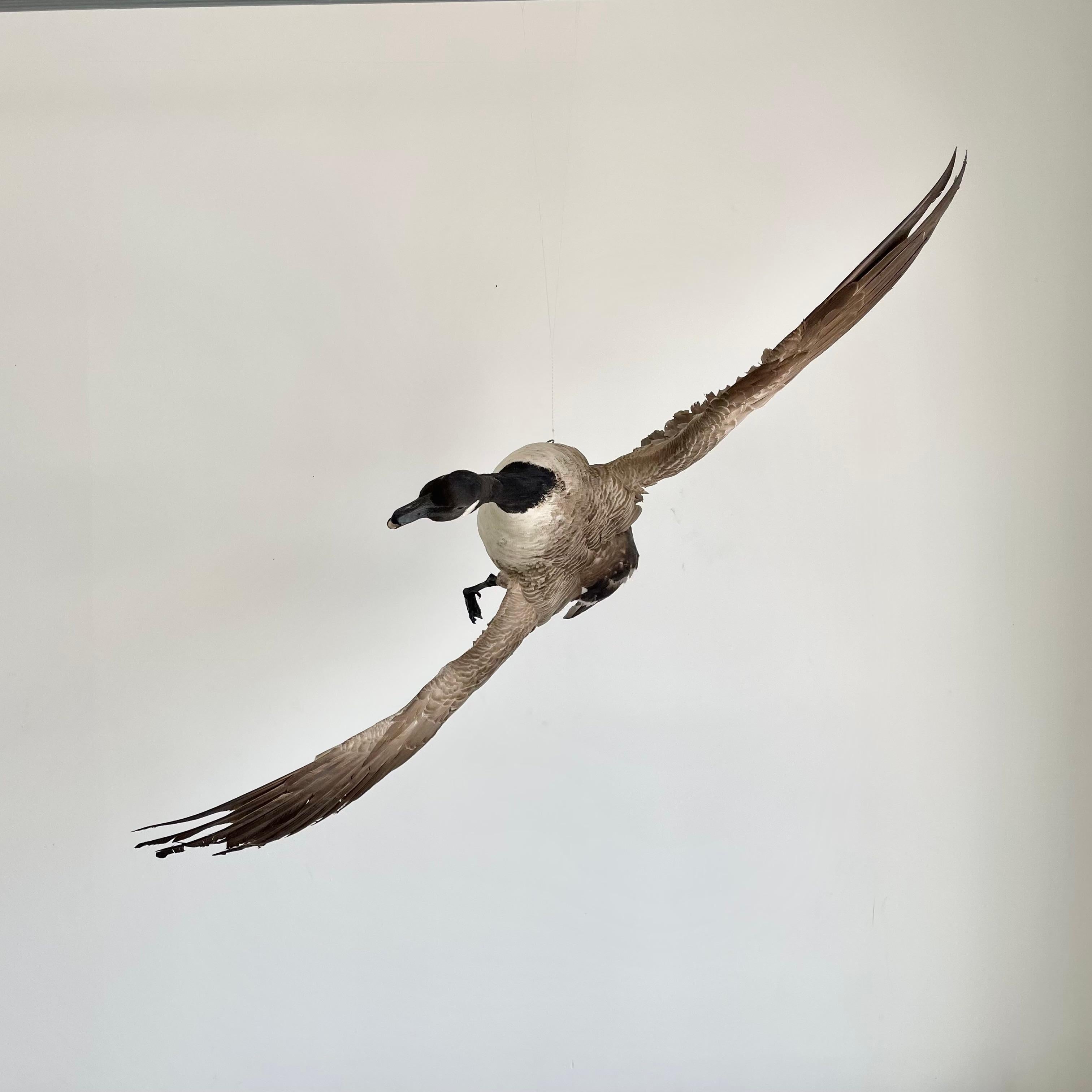 Fin du 20e siècle Oiseau de taxidermie à quatre pieds, années 1980 en vente
