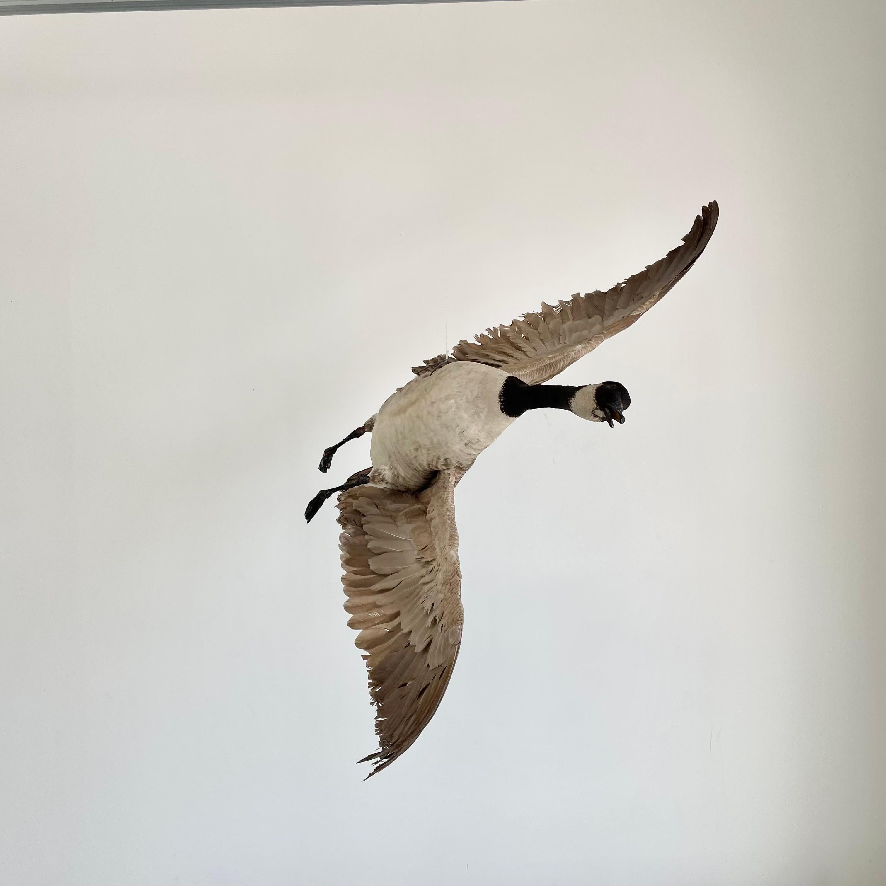 American Four Foot Taxidermy Goose, 1980s For Sale
