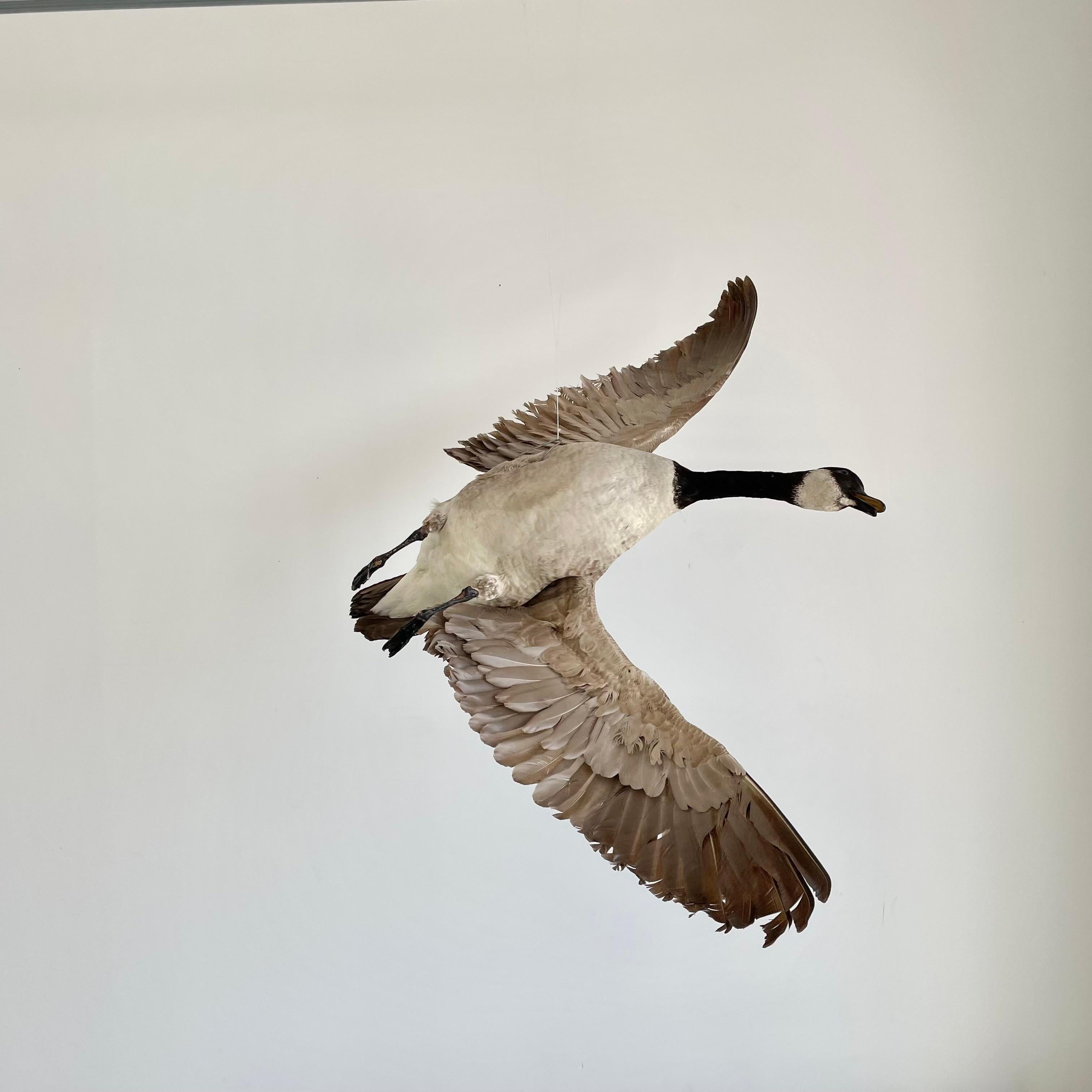Four Foot Taxidermy Goose, 1980s In Good Condition For Sale In Los Angeles, CA