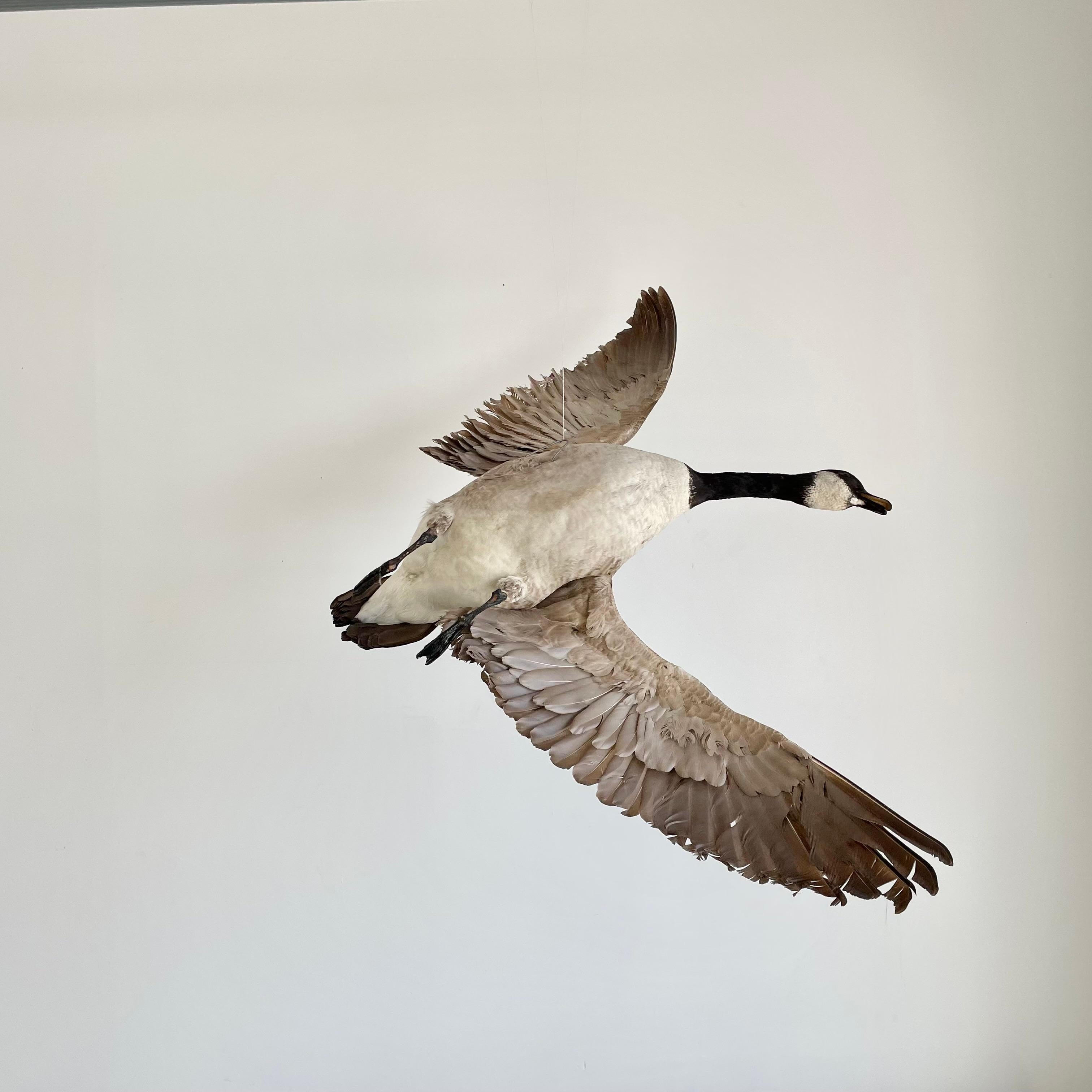 Late 20th Century Four Foot Taxidermy Goose, 1980s For Sale