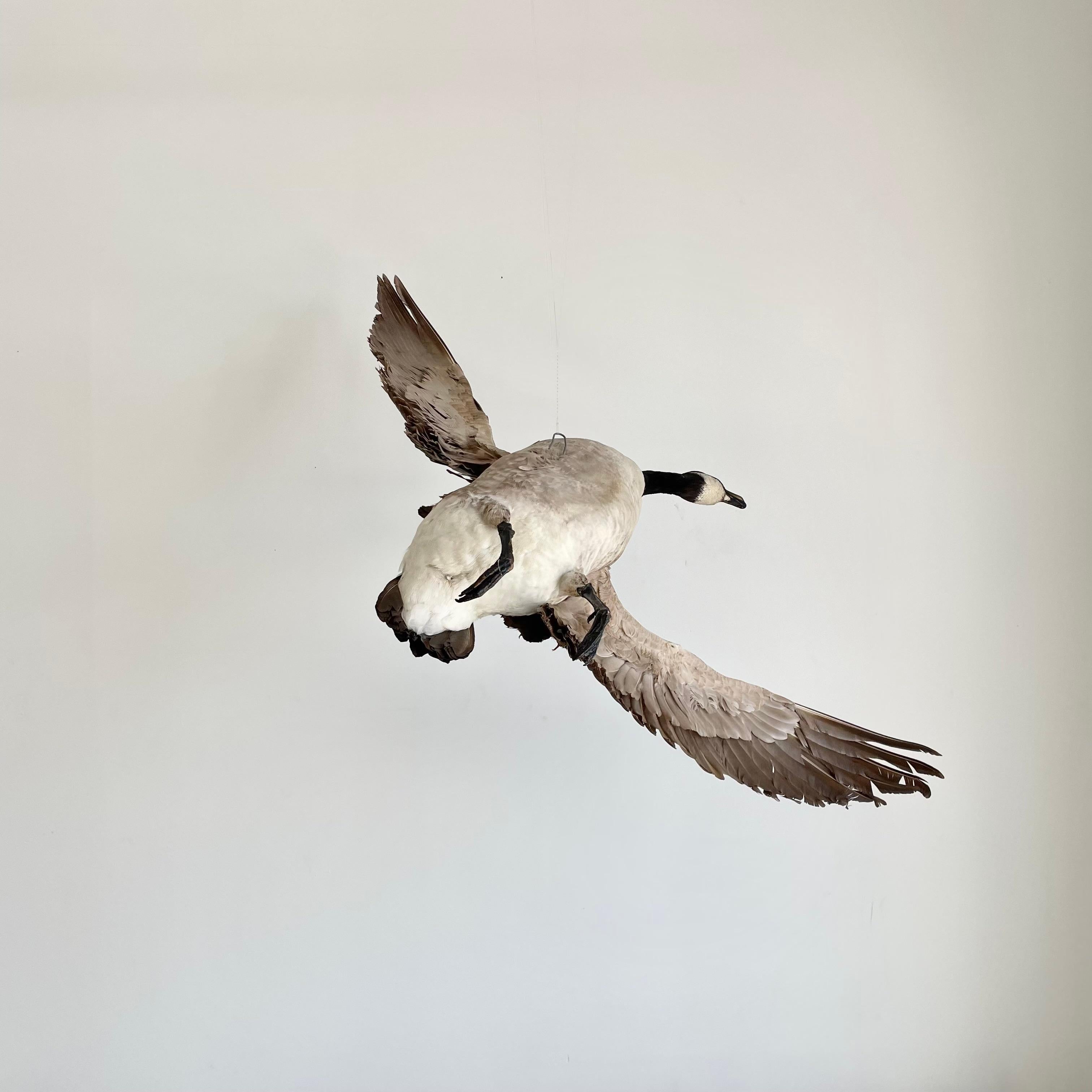 Metal Four Foot Taxidermy Goose, 1980s For Sale