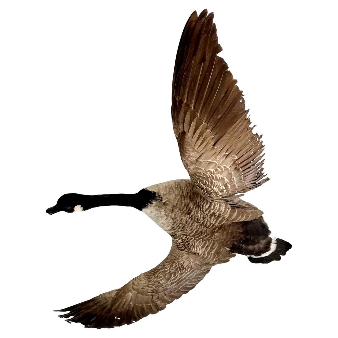 Four Foot Taxidermy Goose, 1980s For Sale