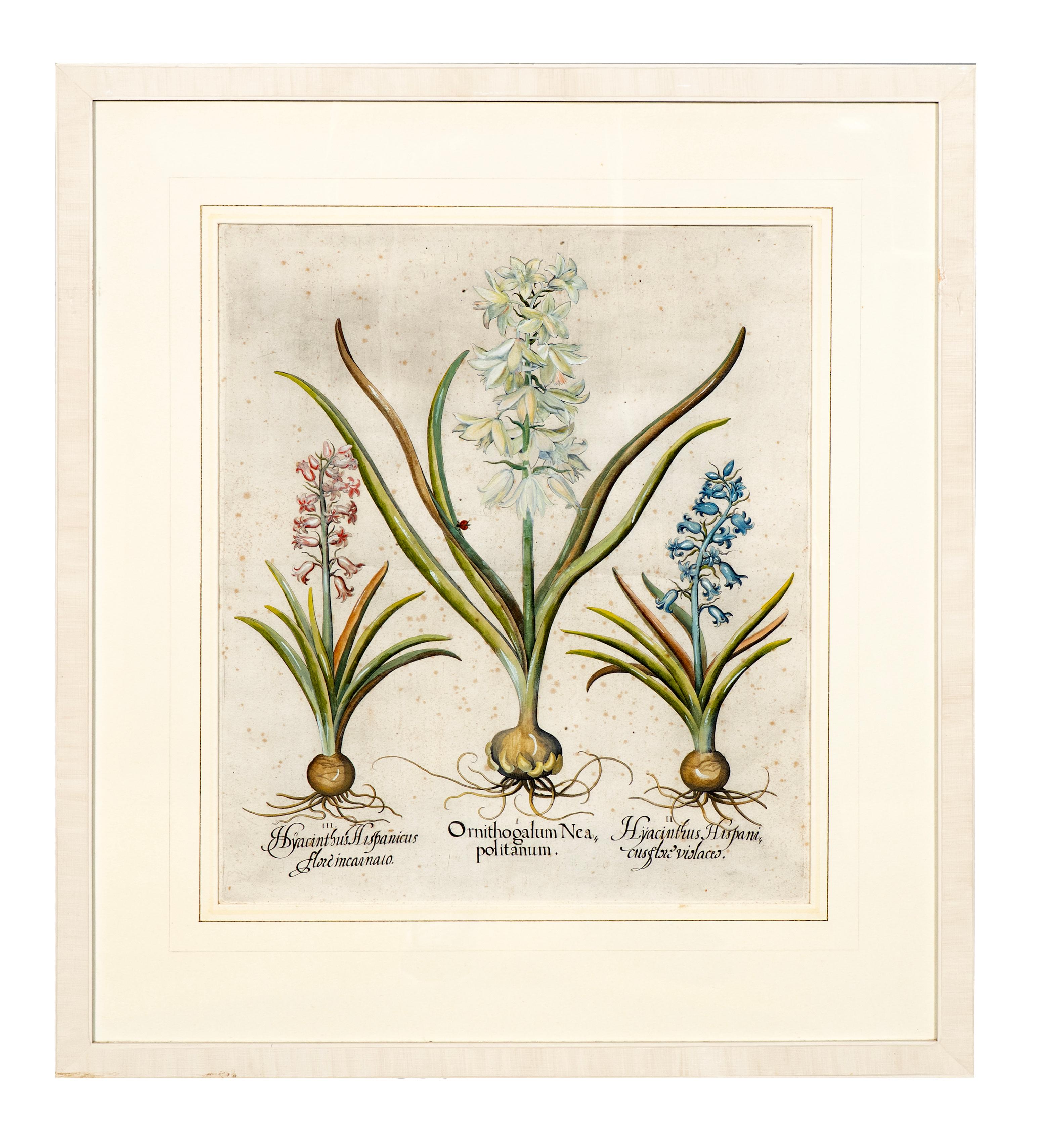 Four Framed Botanical Colored Engravings By Basilius Besler For Sale 3