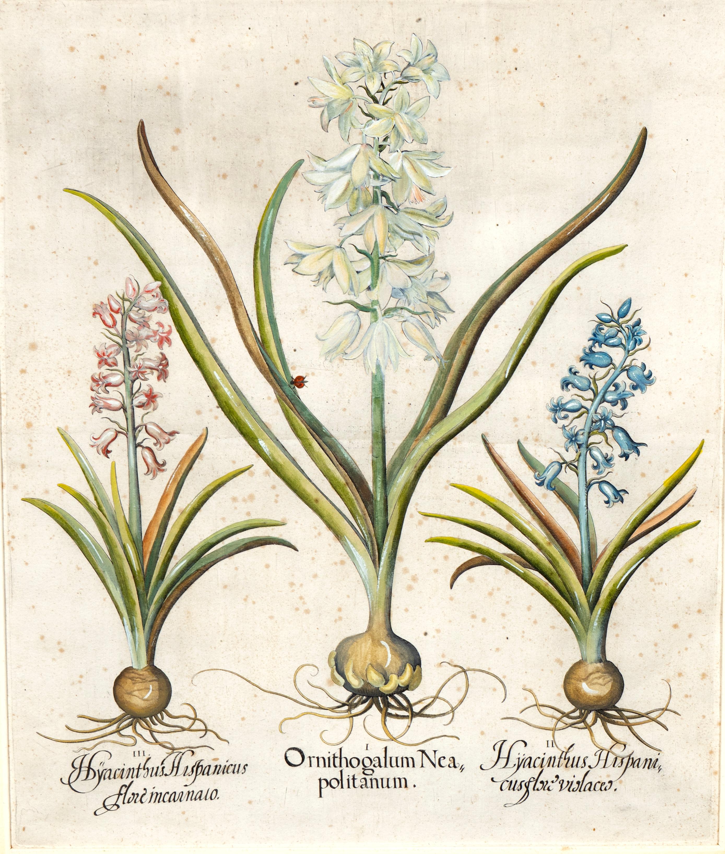 Four Framed Botanical Colored Engravings By Basilius Besler For Sale 4