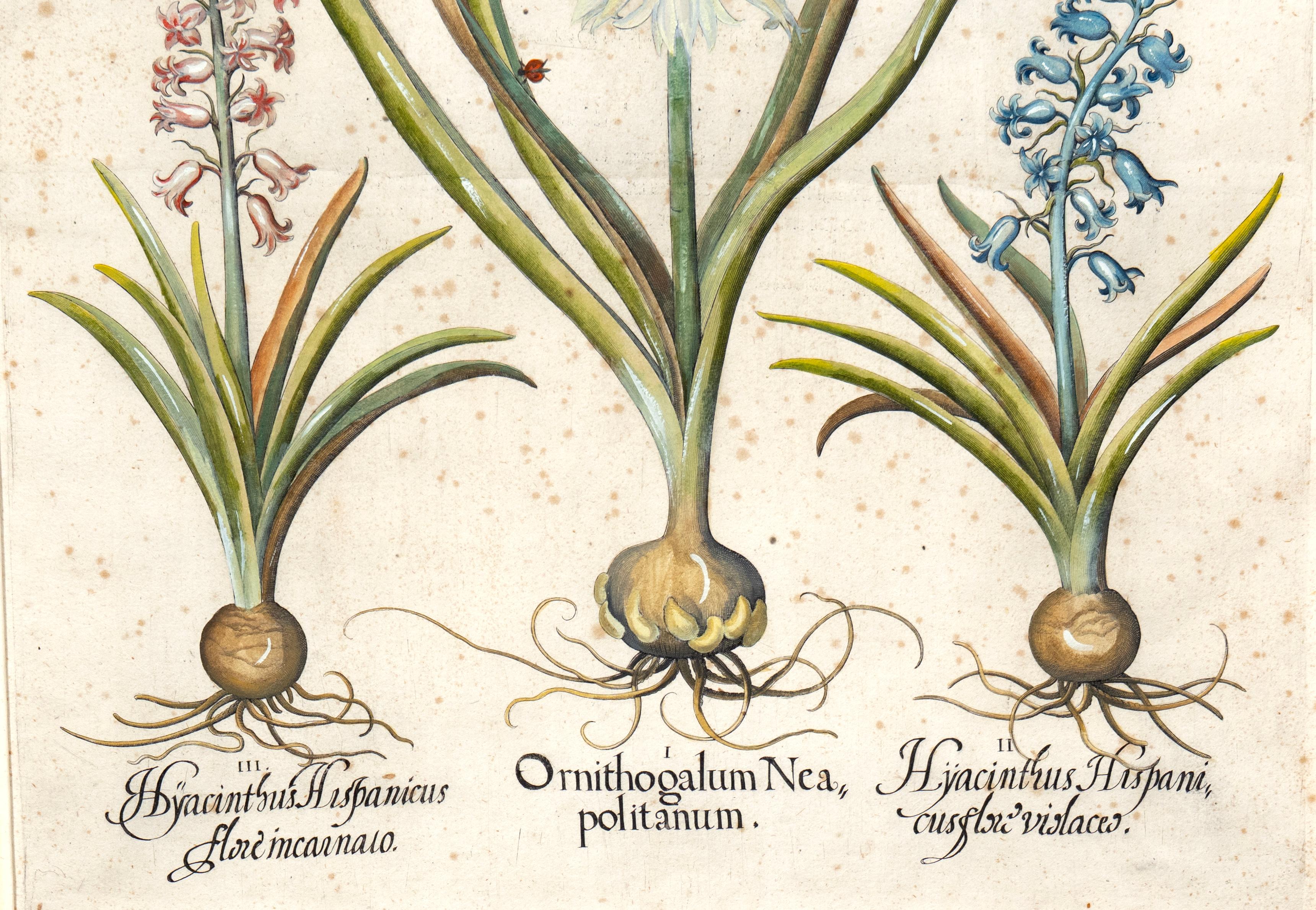 Four Framed Botanical Colored Engravings By Basilius Besler For Sale 5