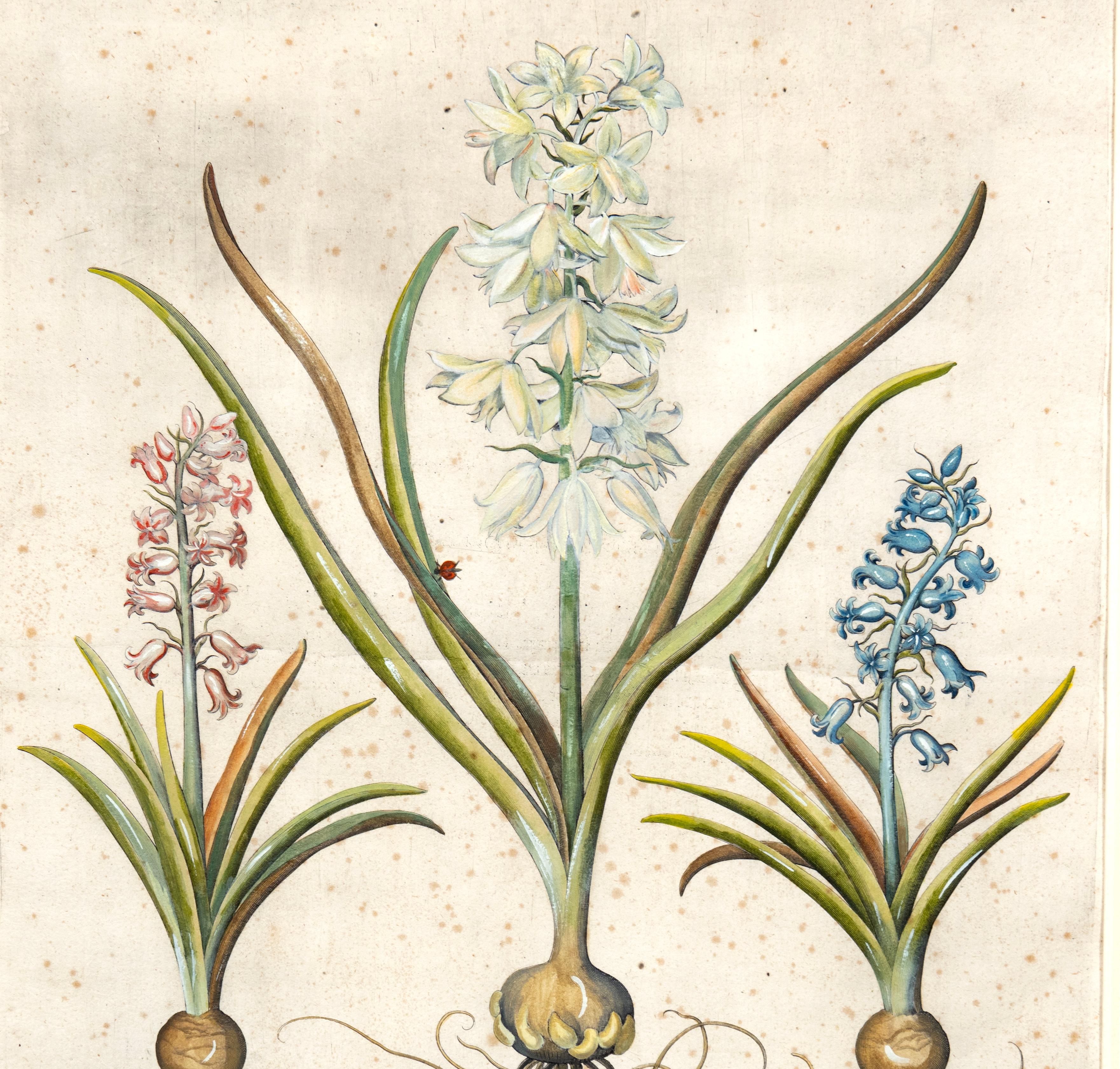 Four Framed Botanical Colored Engravings By Basilius Besler For Sale 6